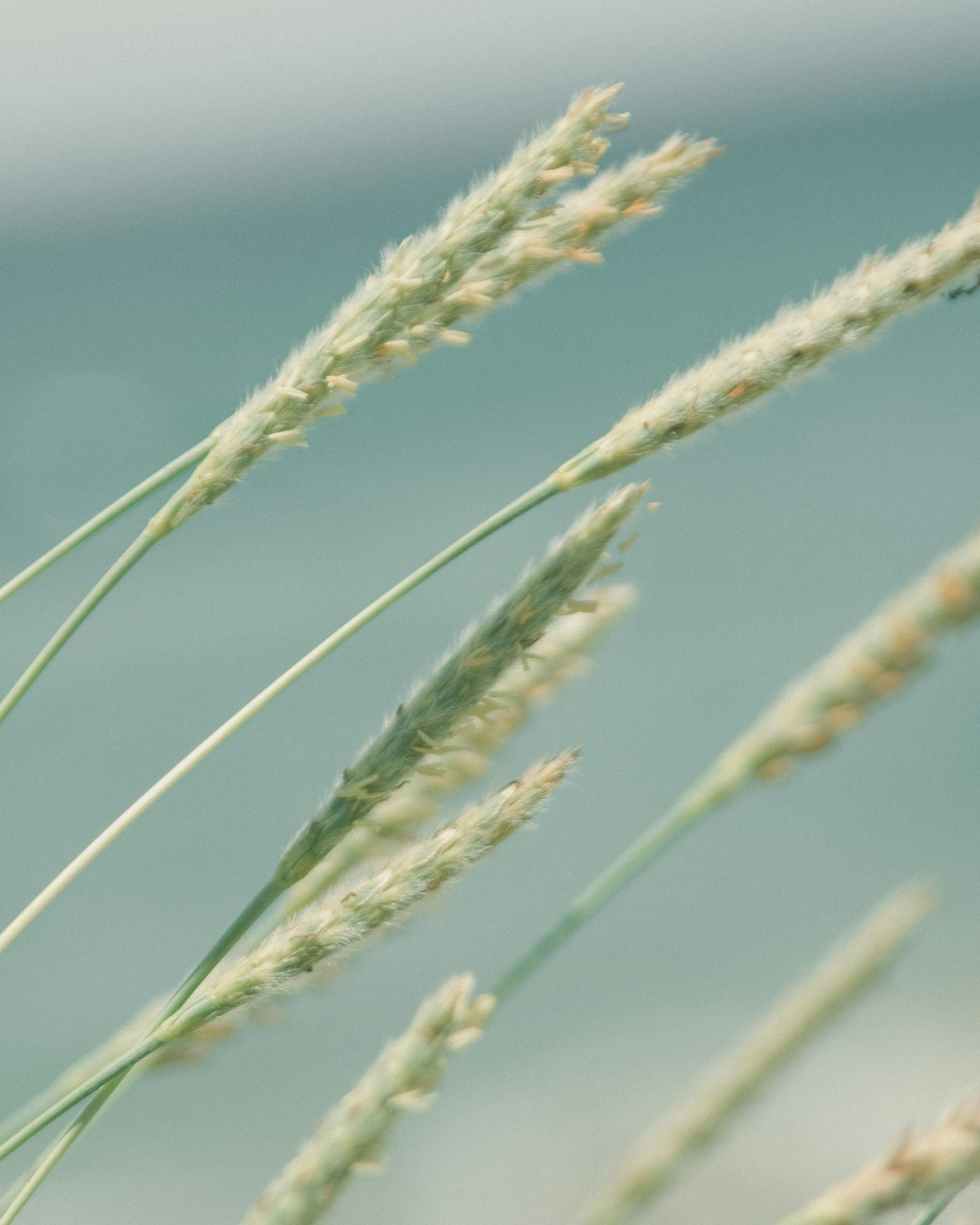 Gros plan sur des épis d'herbe se balançant dans le vent avec un fond marin