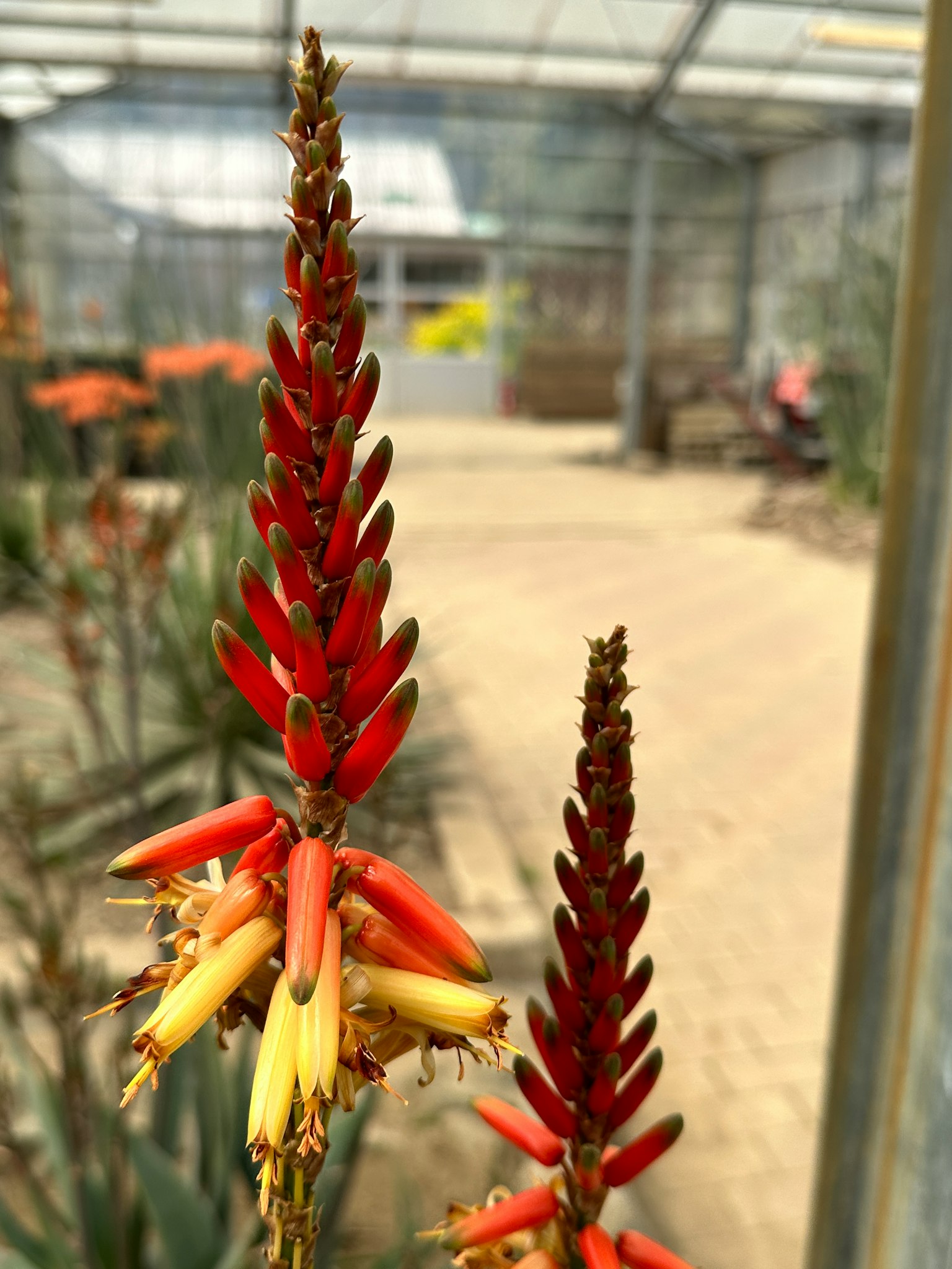 Pianta di aloe con fiori rossi e gialli vivaci in una serra
