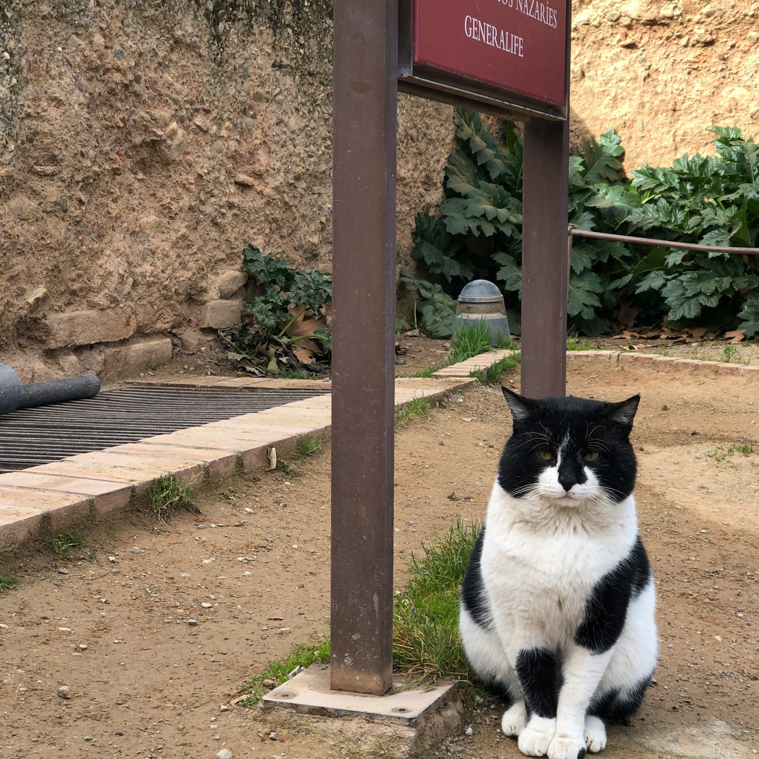 Gatto bianco e nero seduto davanti a un cartello