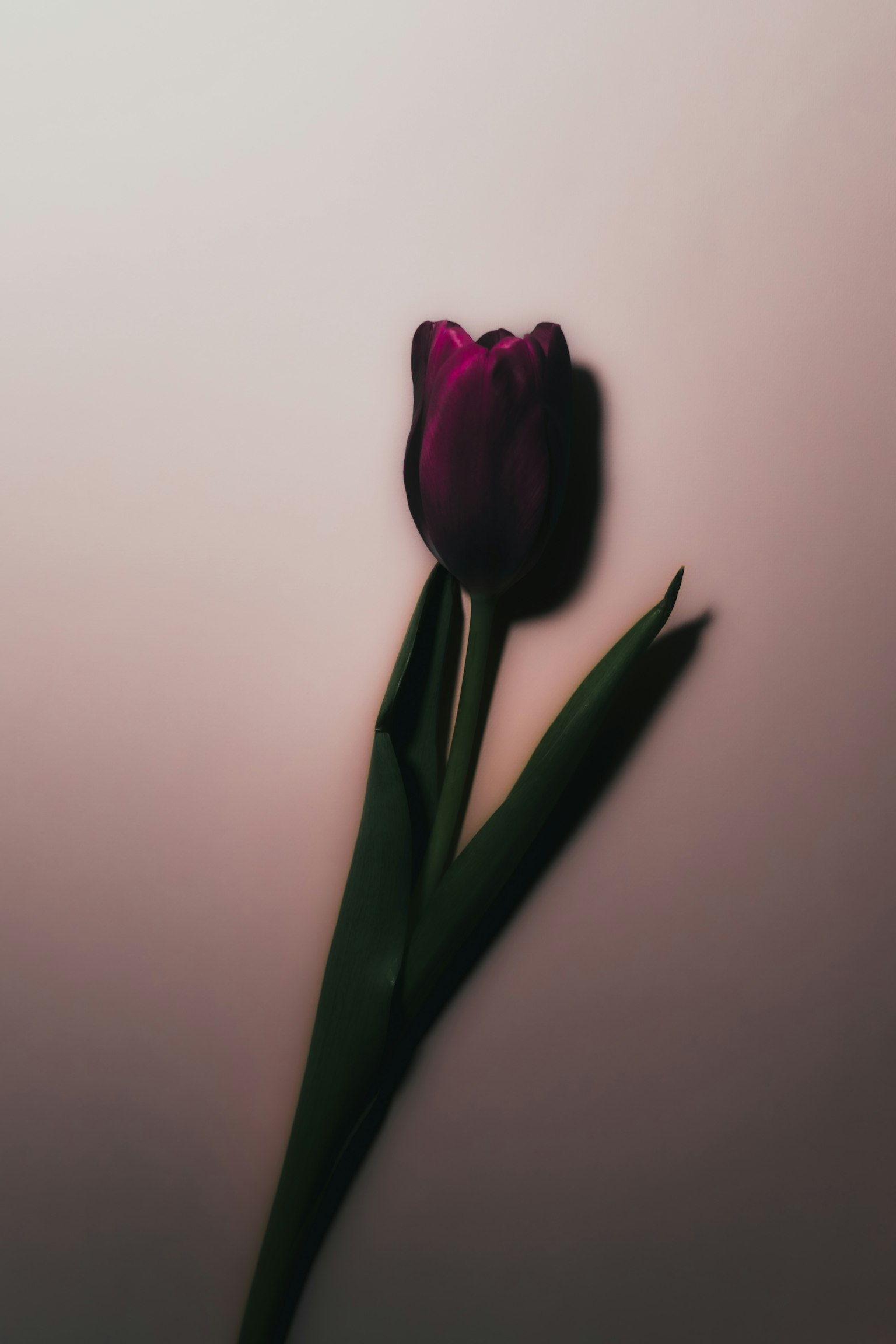 Un tulipano viola si erge su uno sfondo morbido