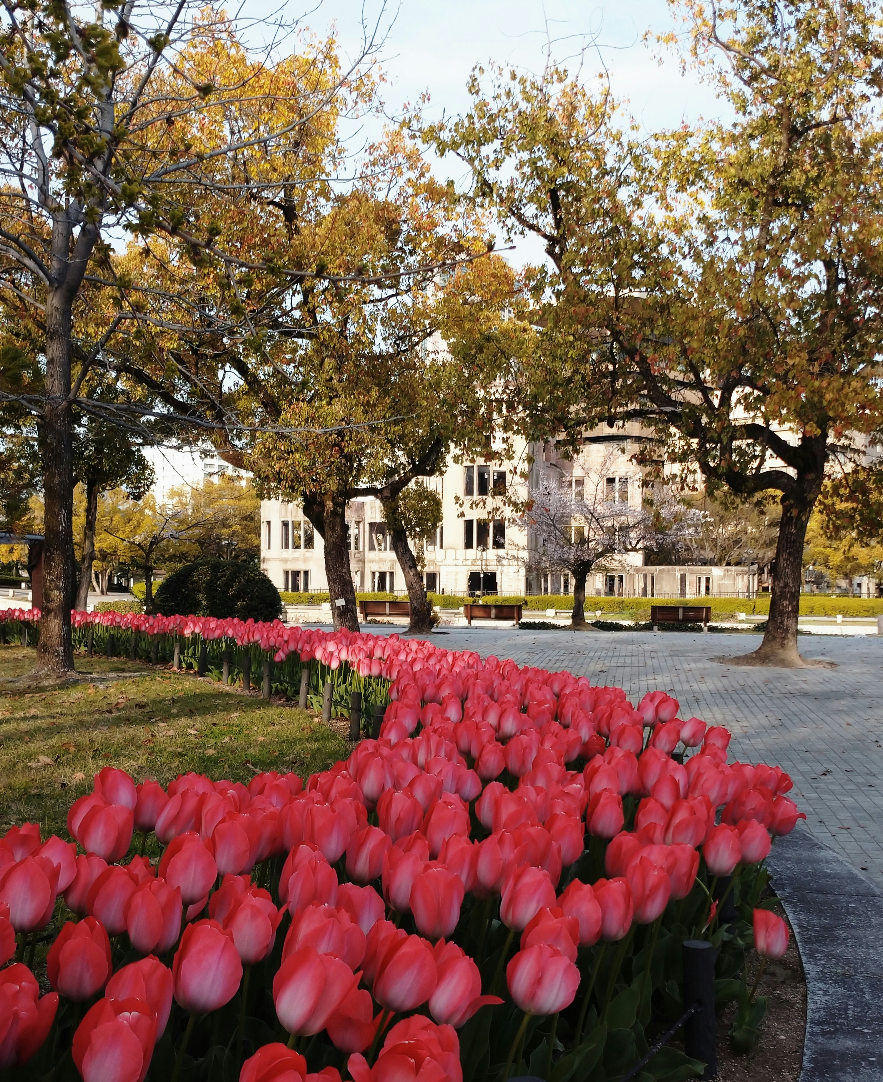 平和公園の並木道に咲く赤いチューリップと紅葉の木々