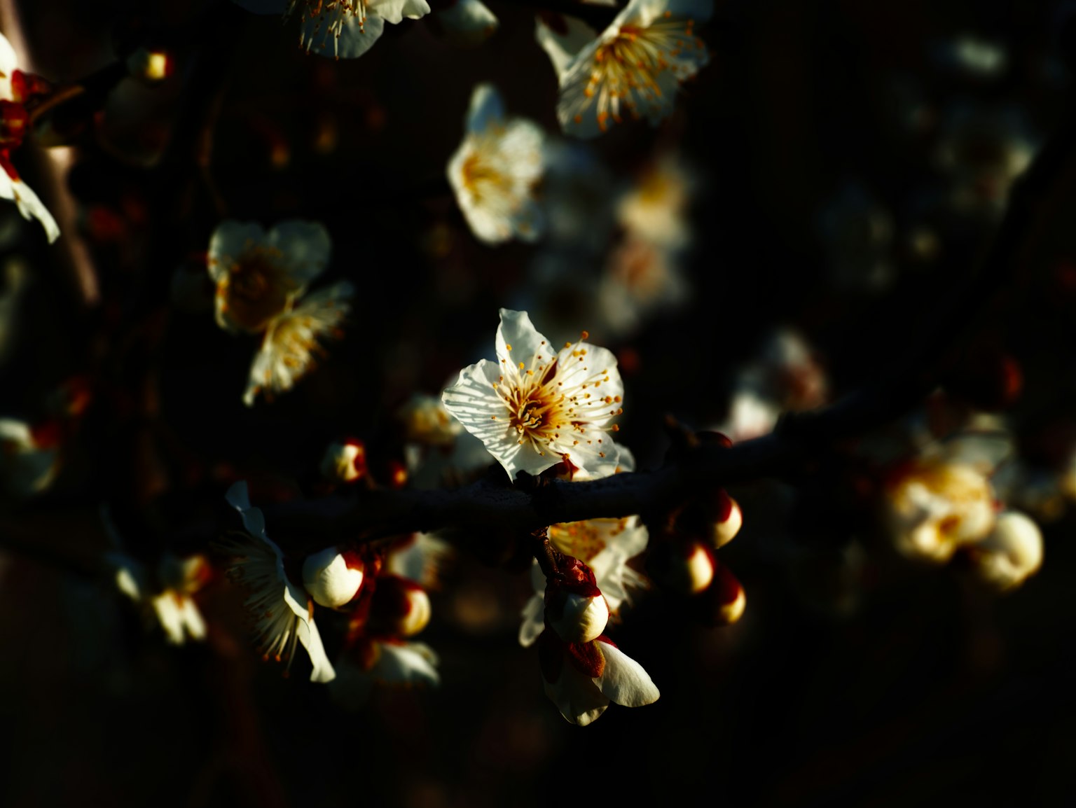 Nahaufnahme von weißen Blumen, die vor einem dunklen Hintergrund blühen