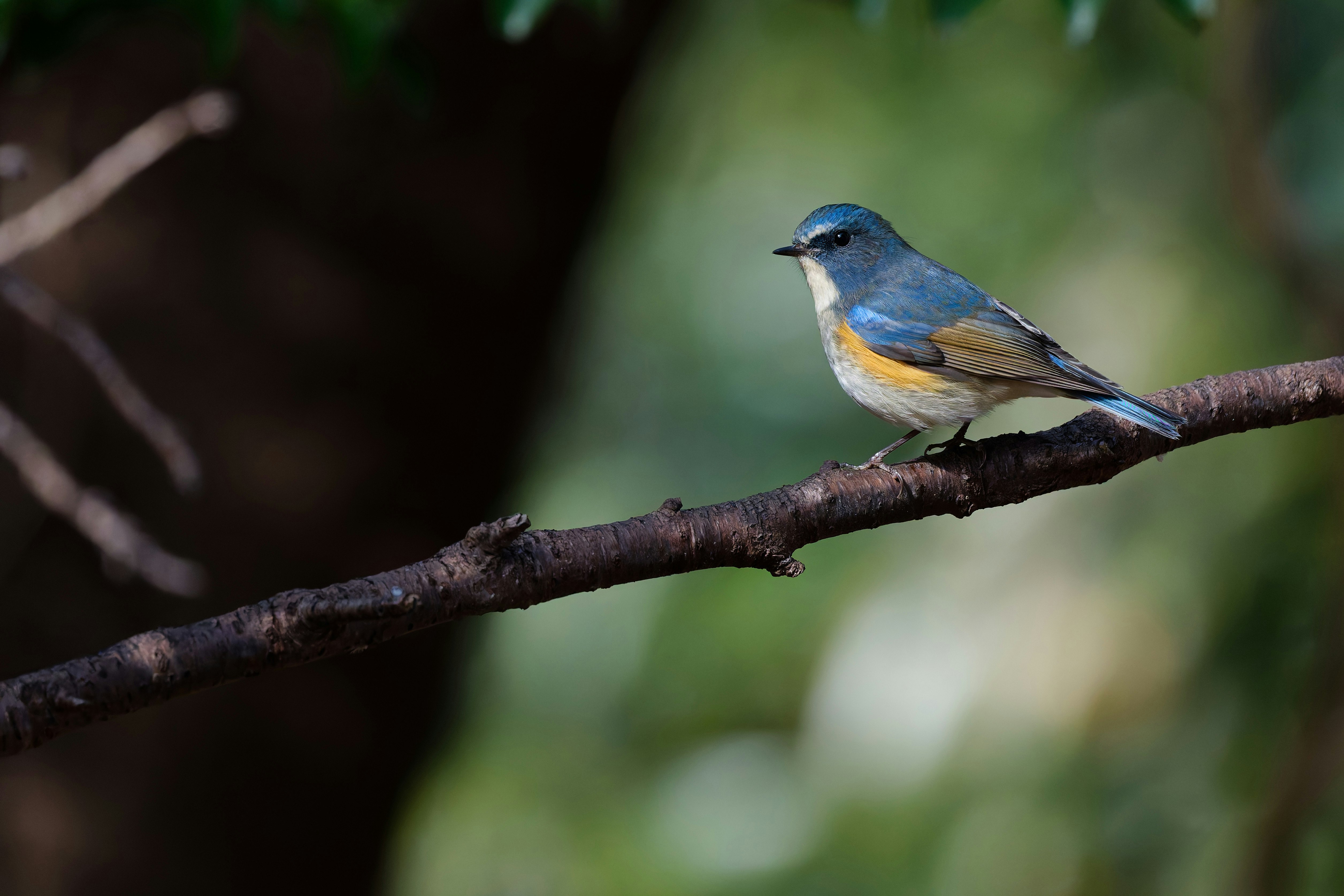 Gobemouche bleu et orange perché sur une branche