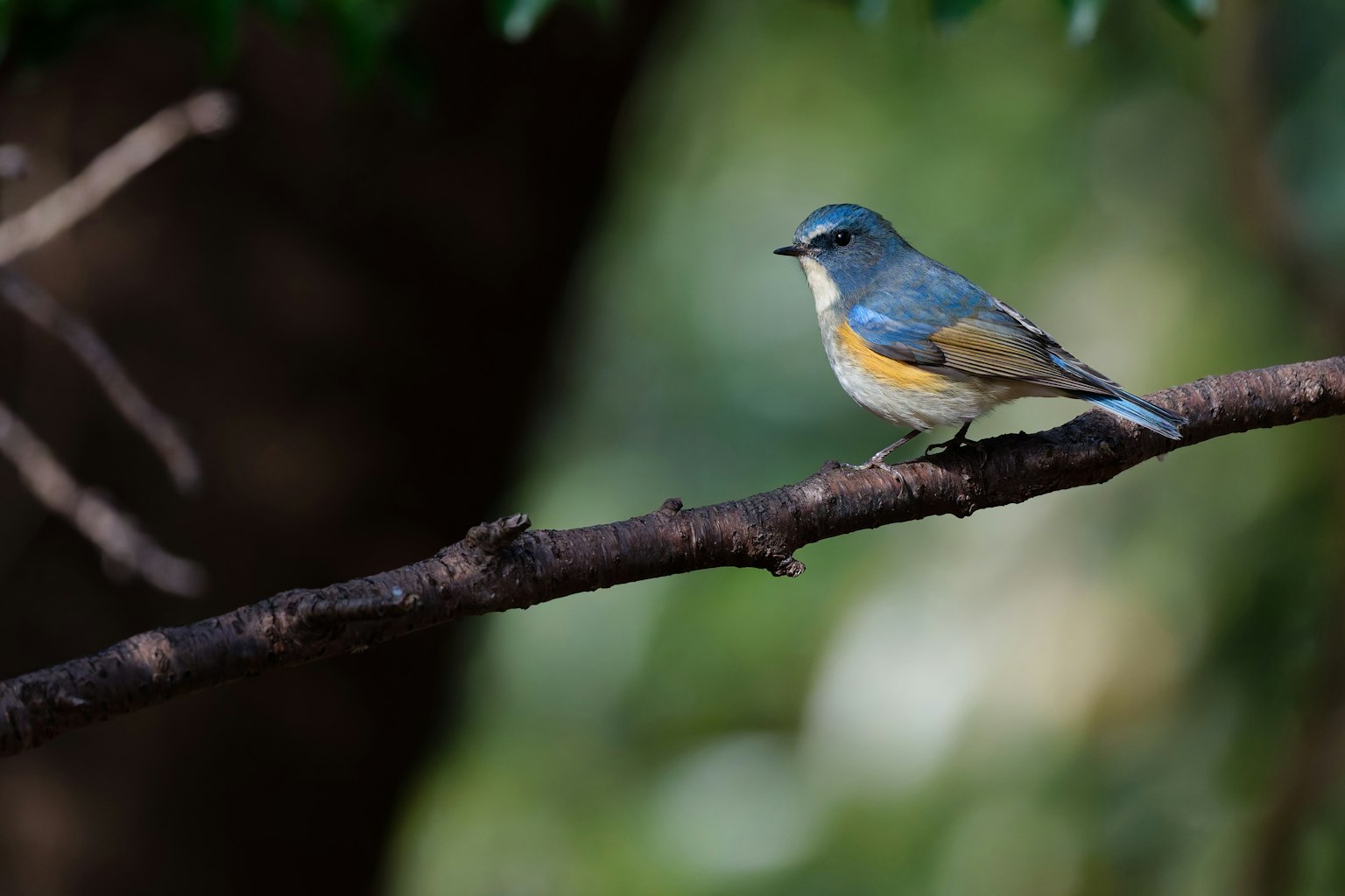Un uccello blu posato su un ramo