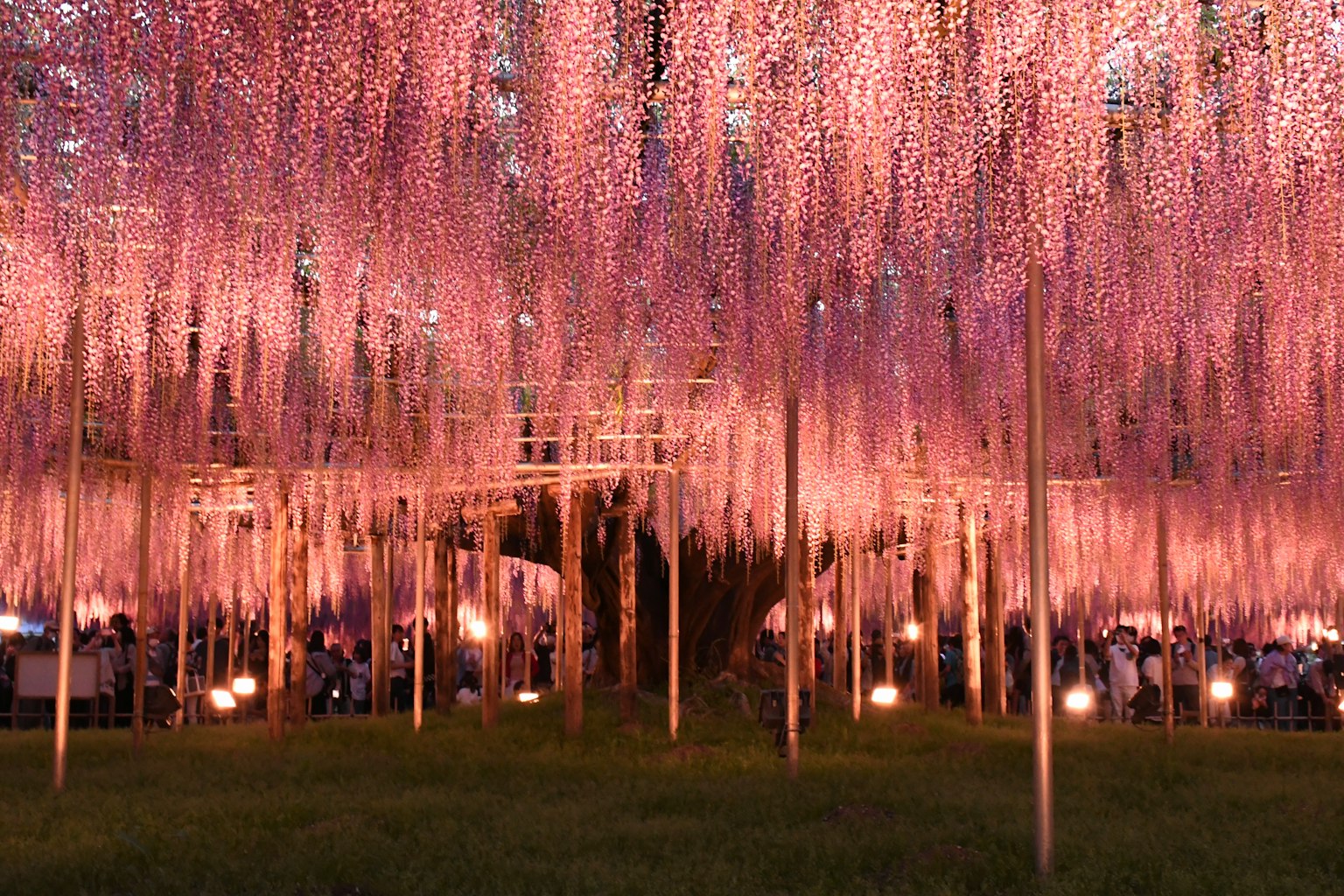 Una bellissima scena di fiori di glicine in fiore che crea un'atmosfera magica con persone riunite