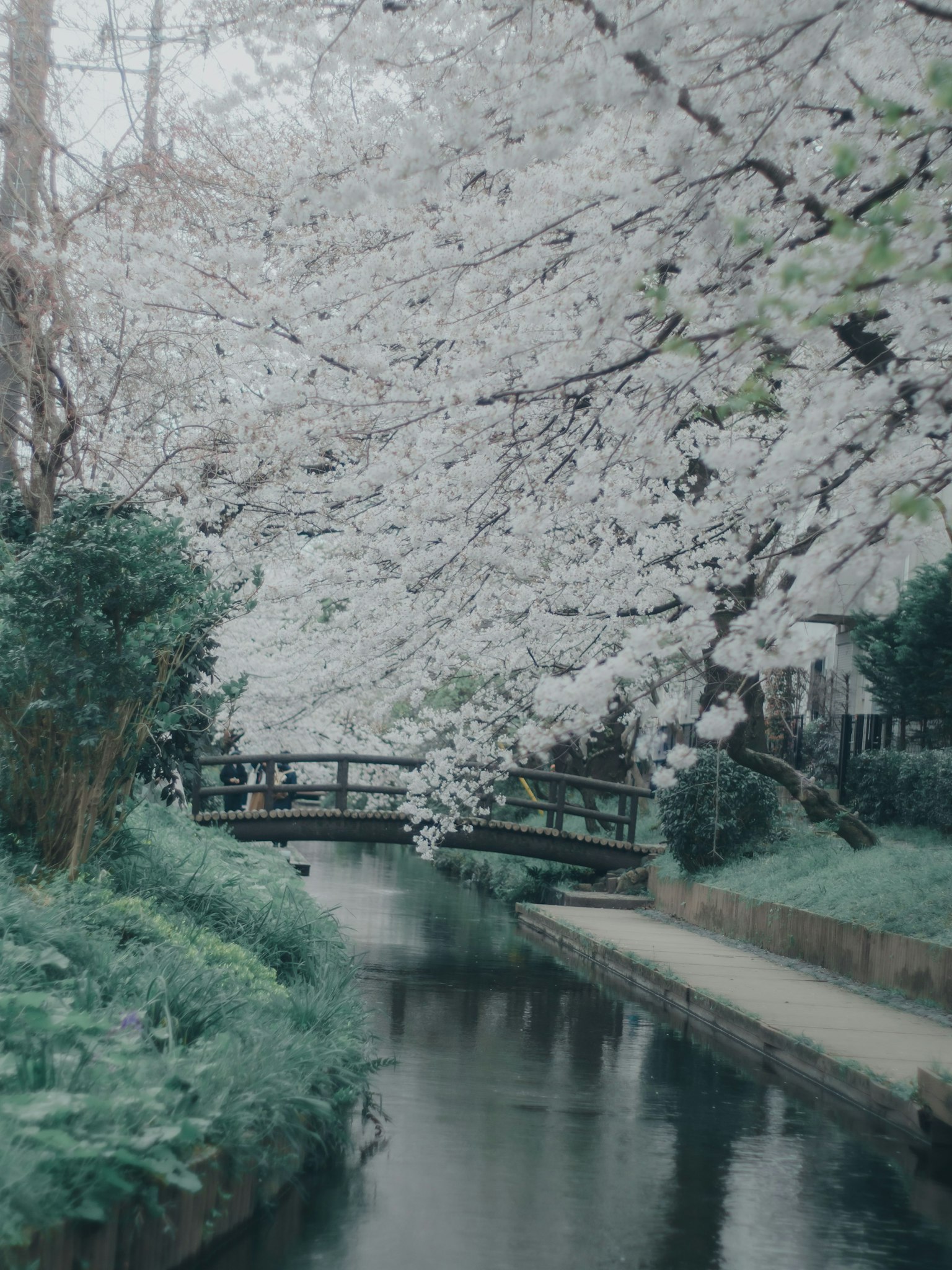 Vue pittoresque des cerisiers en fleurs le long d'une rivière avec un pont et une végétation luxuriante