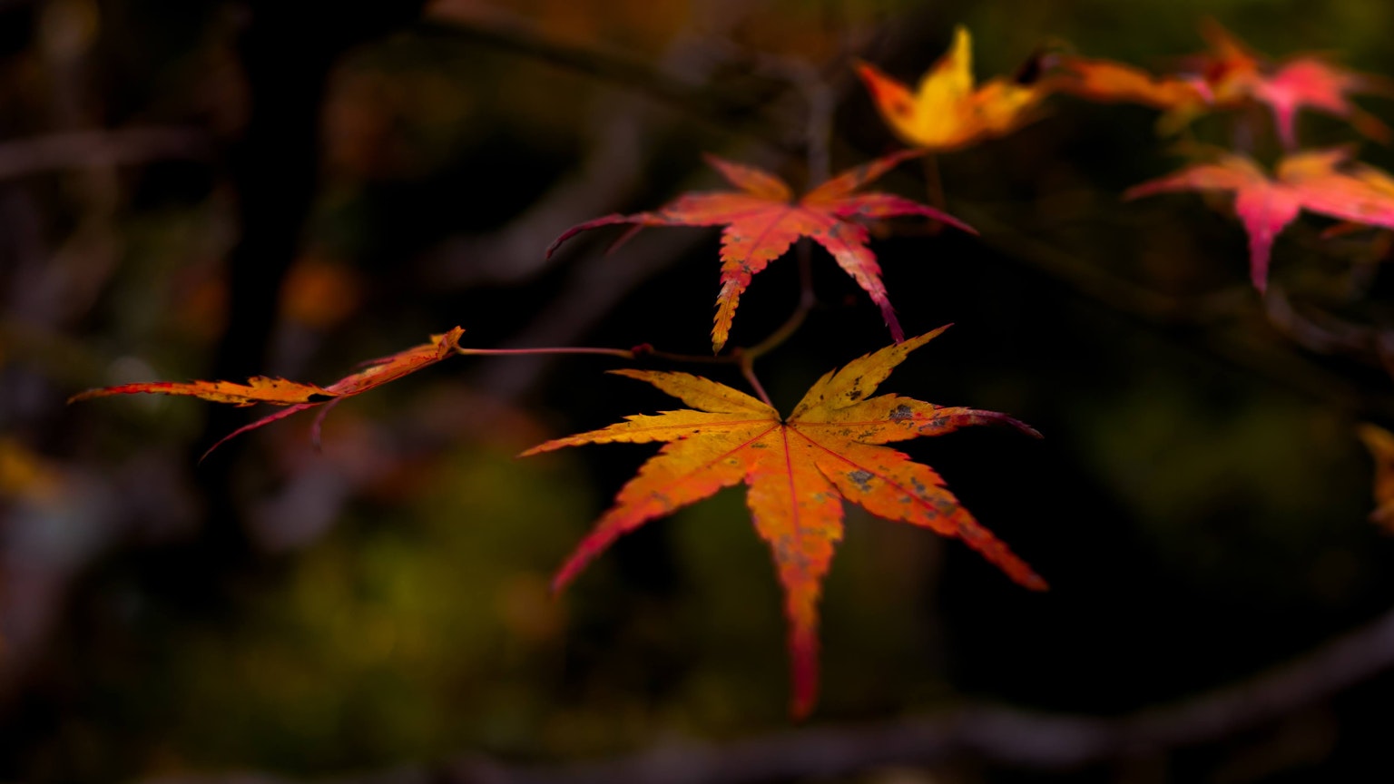 Bunte Herbstblätter an einem Zweig