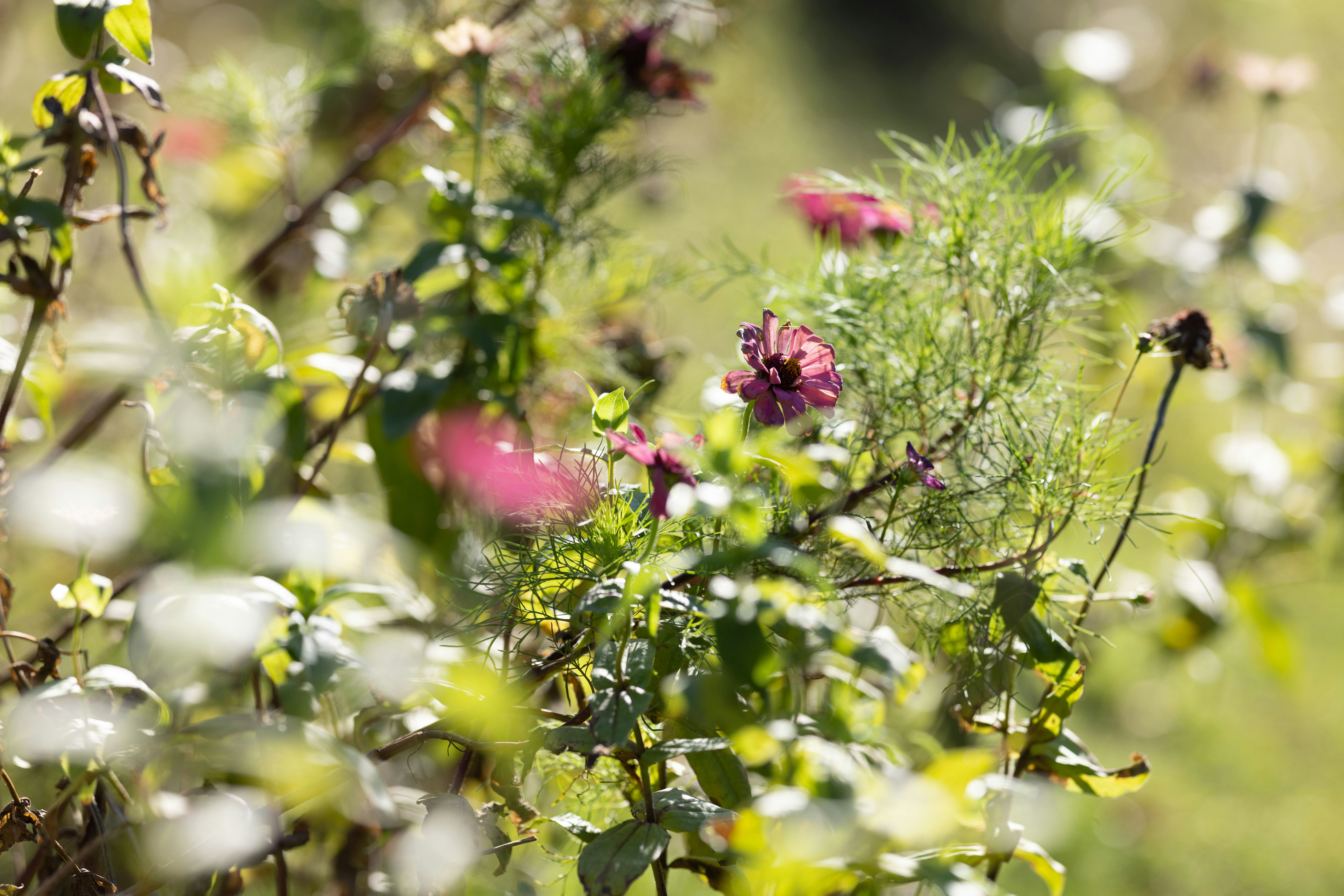 花と小さな昆虫が共存する庭の草花の間
