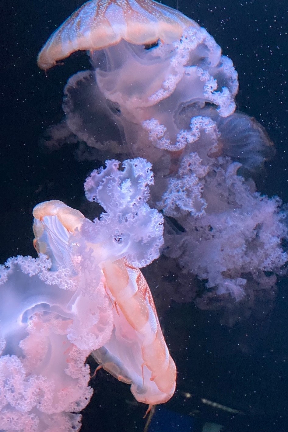 水下漂浮的水母