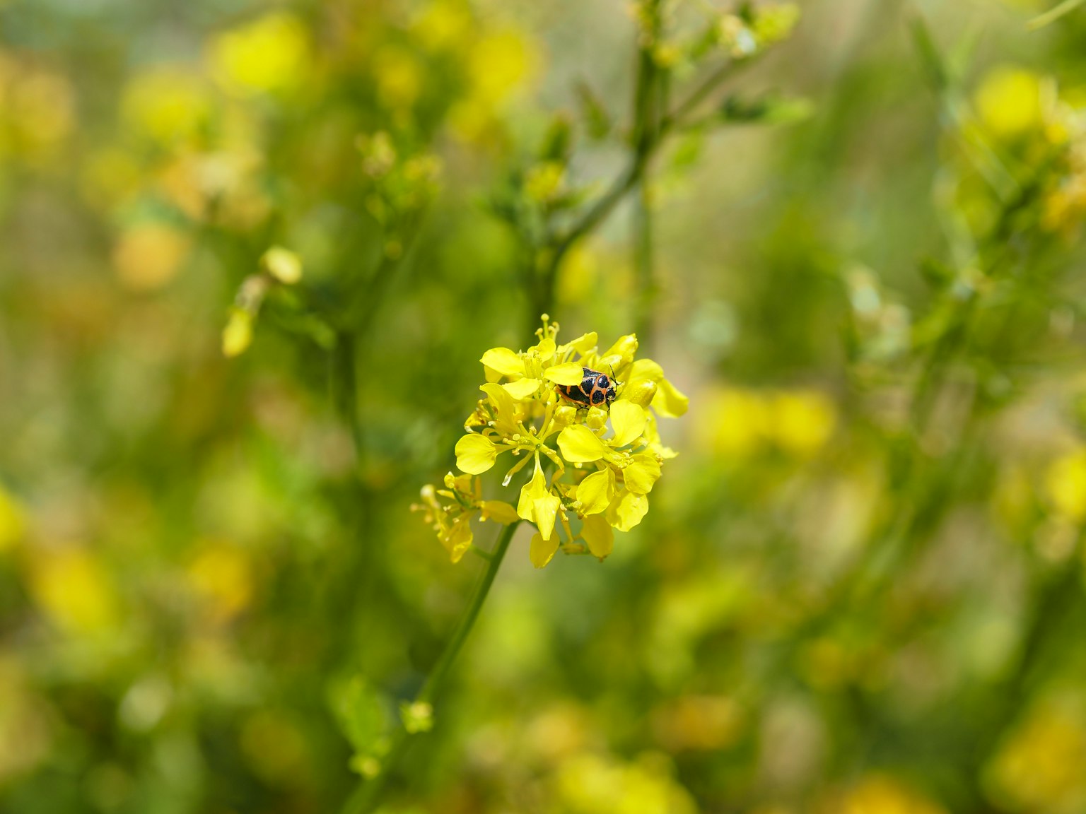 Close-up tanaman dengan bunga kuning dan batang hijau