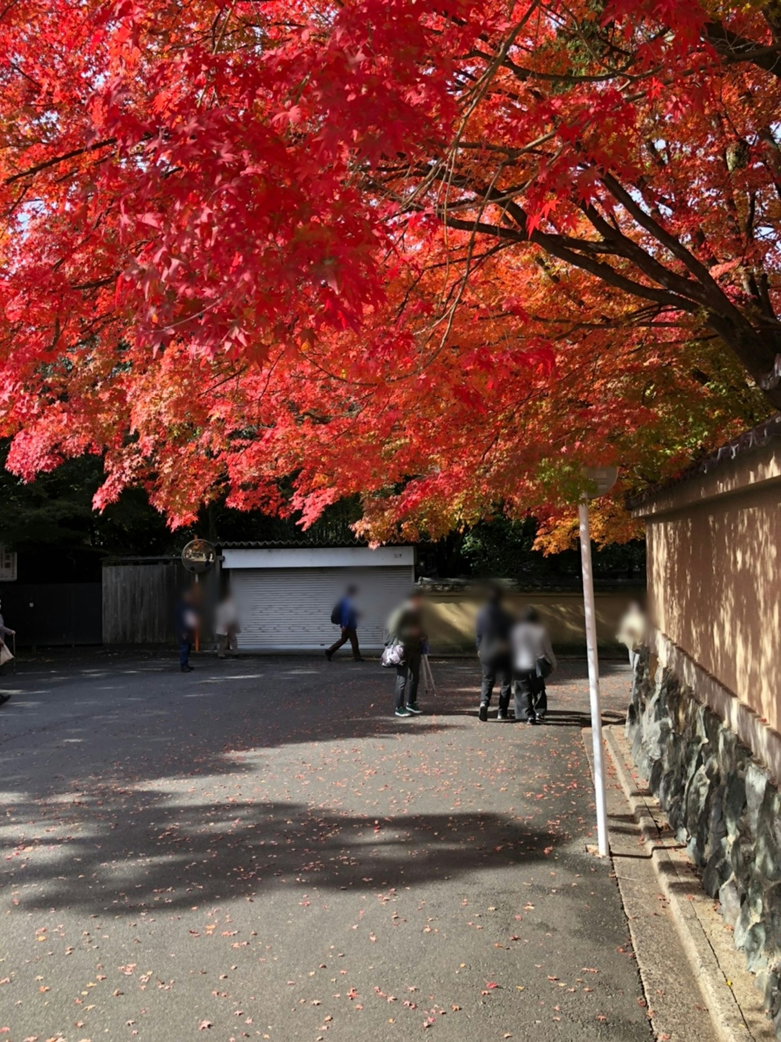 人們在鮮艷紅色楓樹下散步的風景