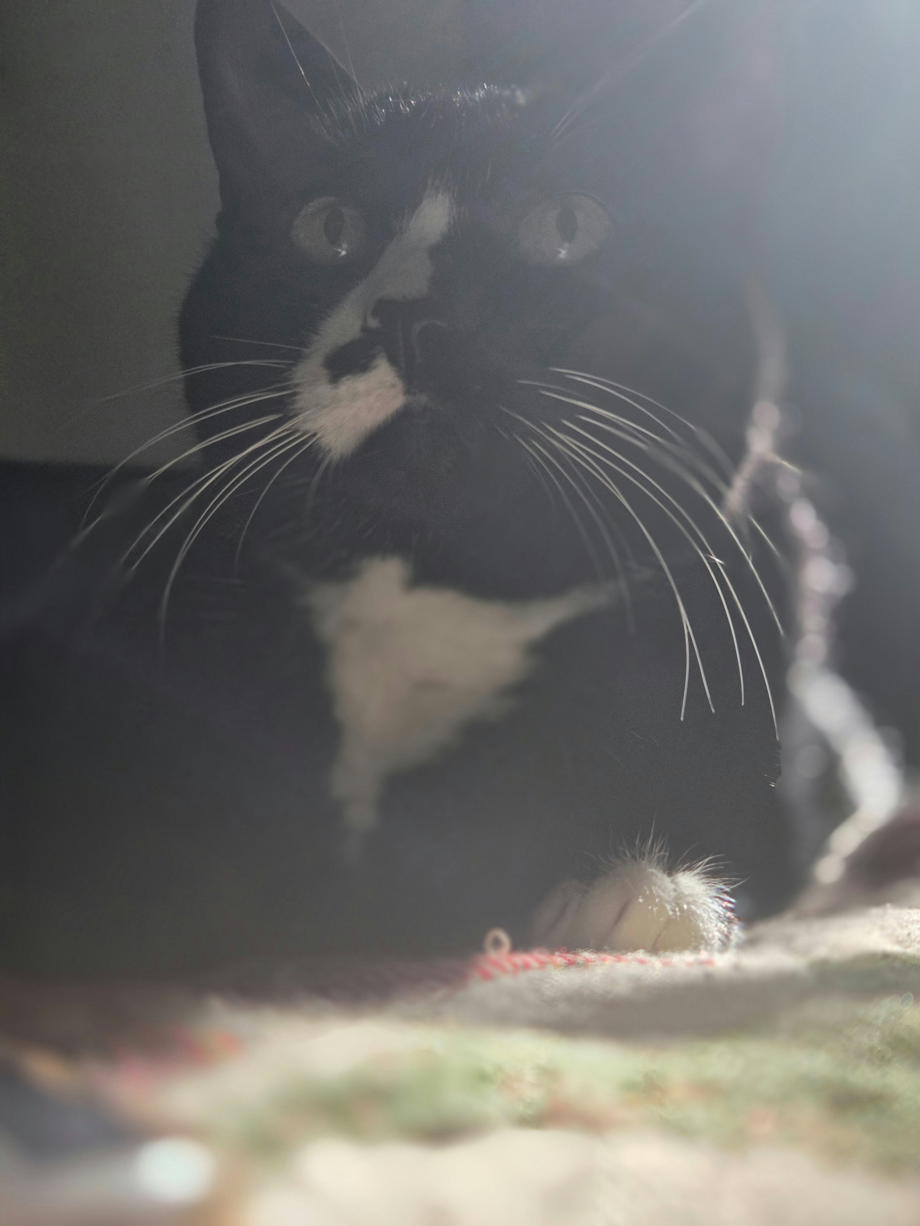 黒い子猫の顔アップ