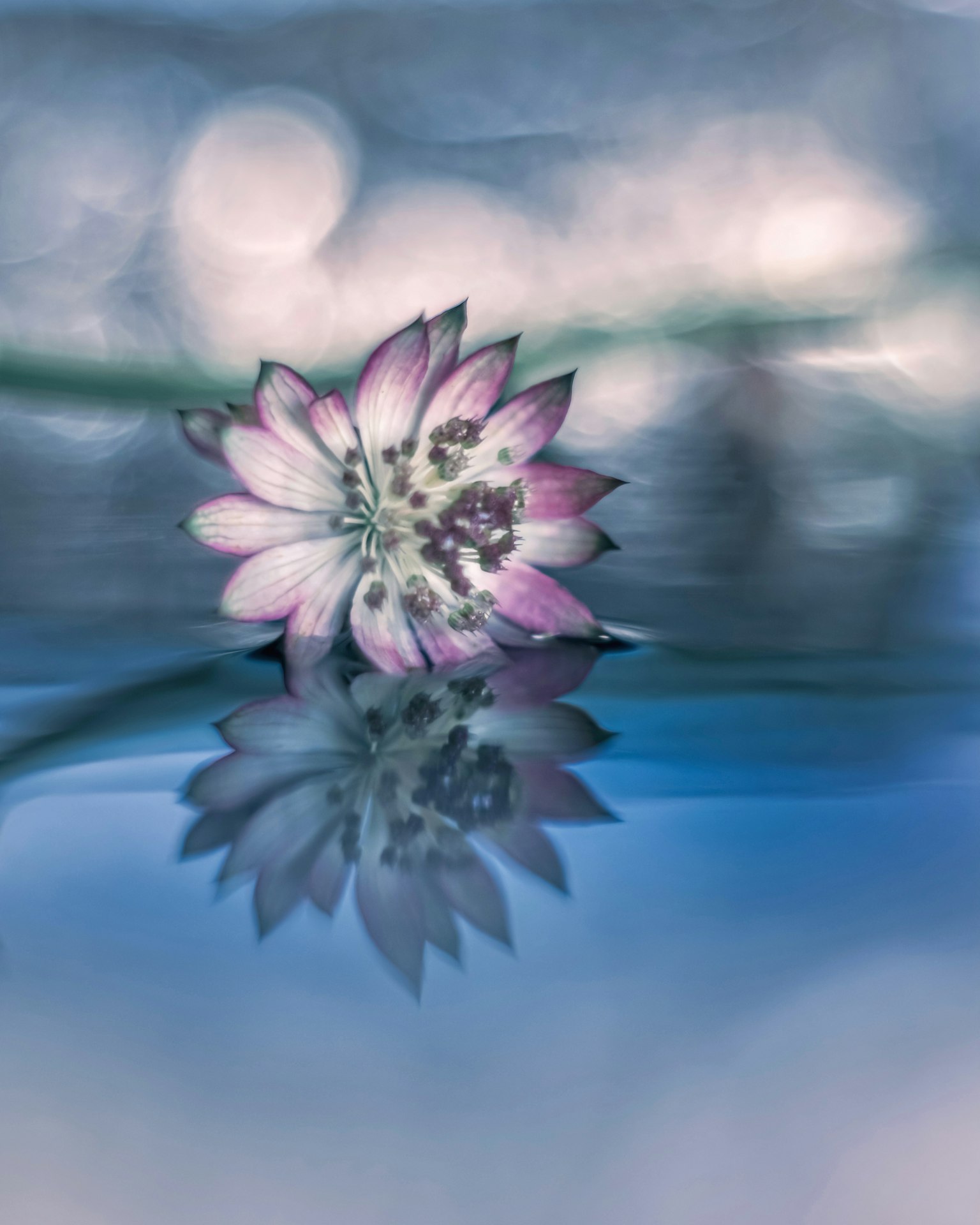 Un riflesso bellissimo di un fiore viola chiaro sulla superficie dell'acqua