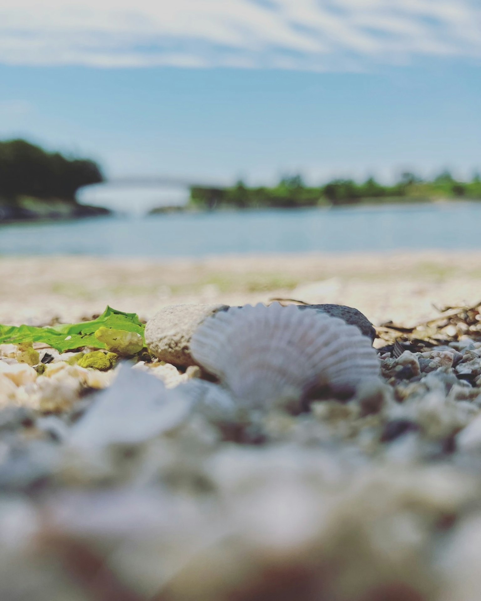 Close-up of a seashell and green leaf on a sandy beach