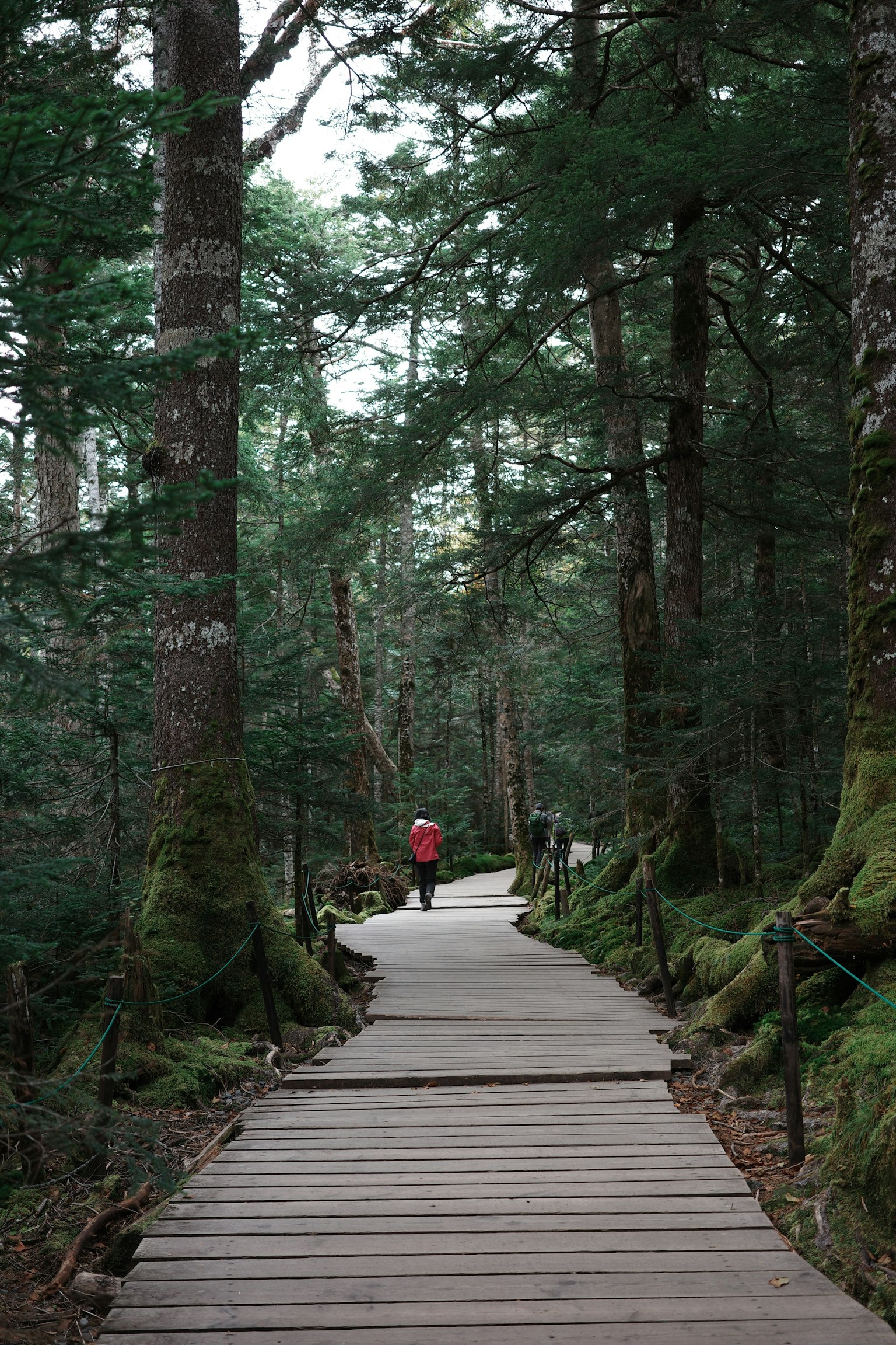 Una persona che cammina su un sentiero di legno in una foresta lussureggiante