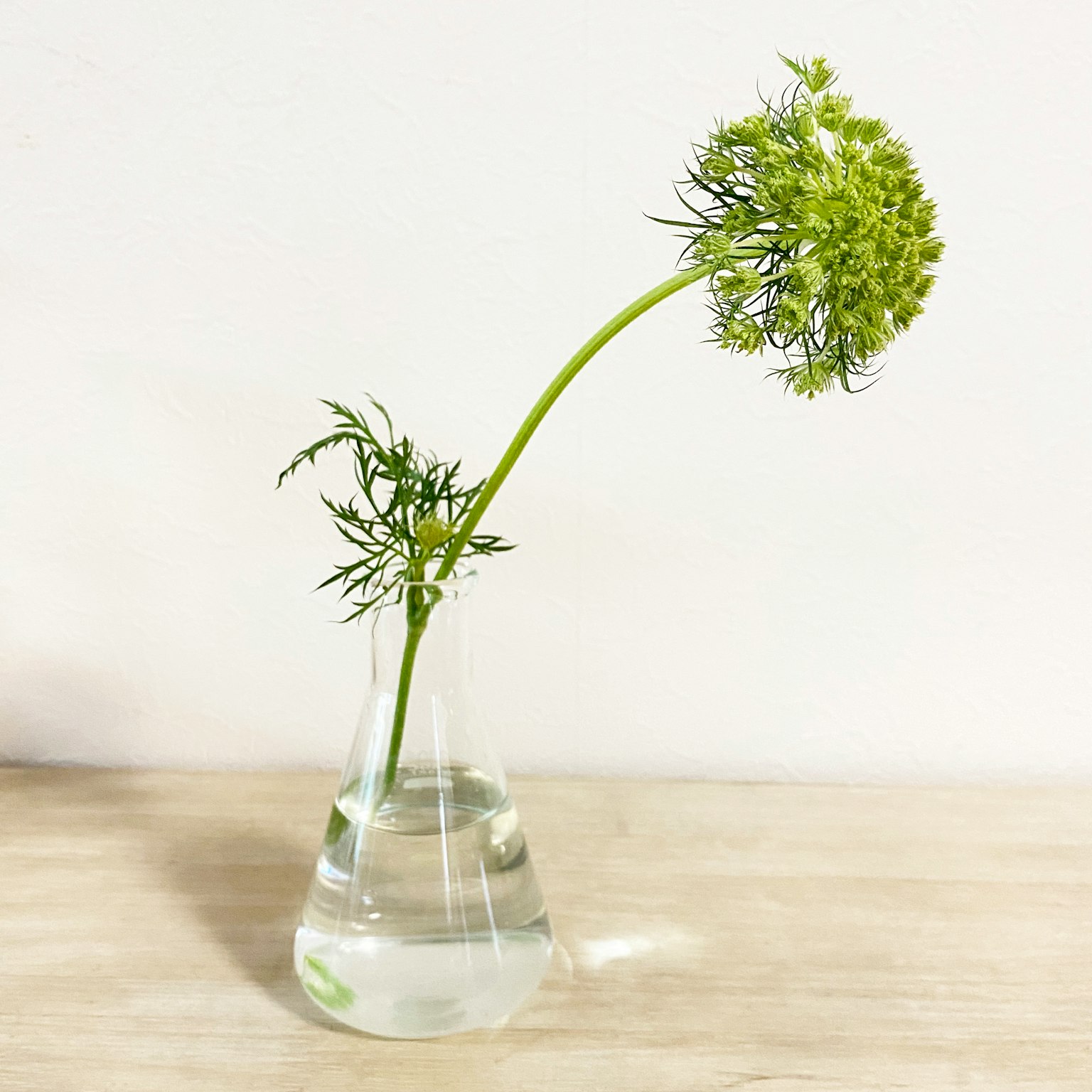 Ein grüner Blumenstängel, der sich in einem klaren Fläschchen mit Wasser neigt