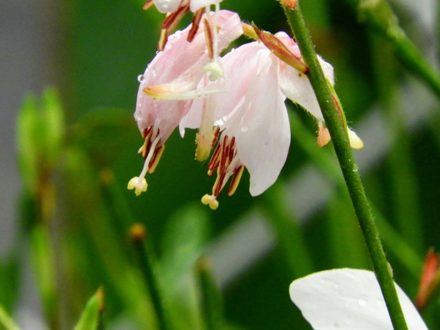 Kedekatan bunga pink halus dikelilingi daun hijau