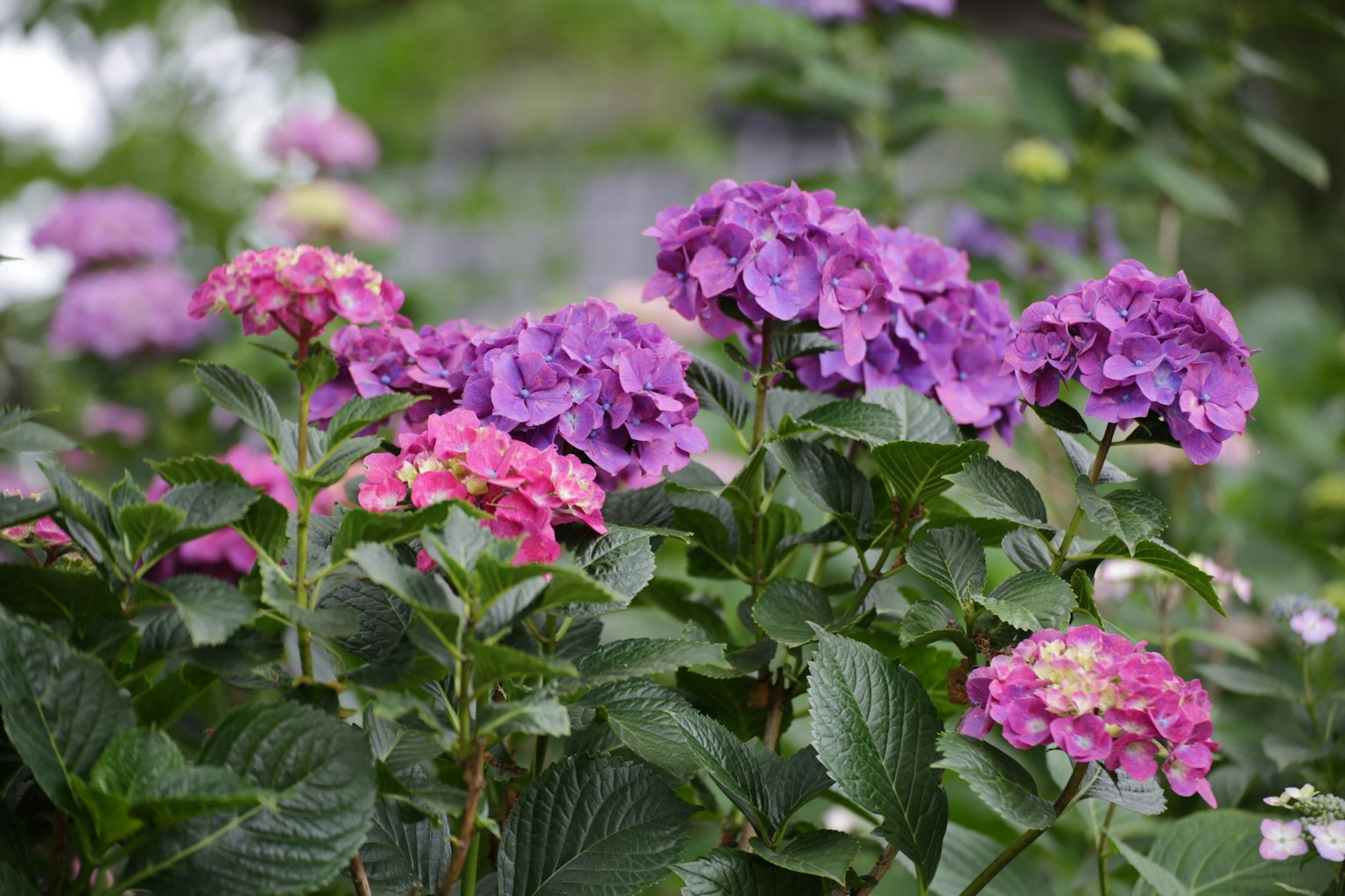 Una escena de jardín con hortensias rosas y moradas en flor