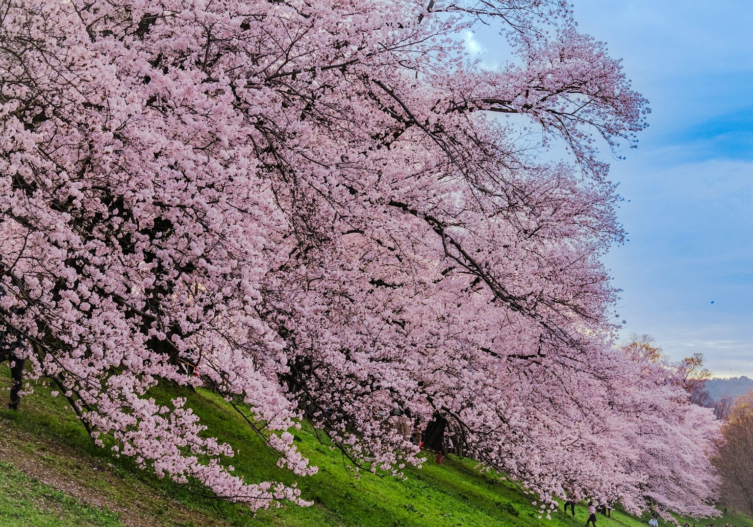 Cherry blossom trees in full bloom with green grass and blue sky