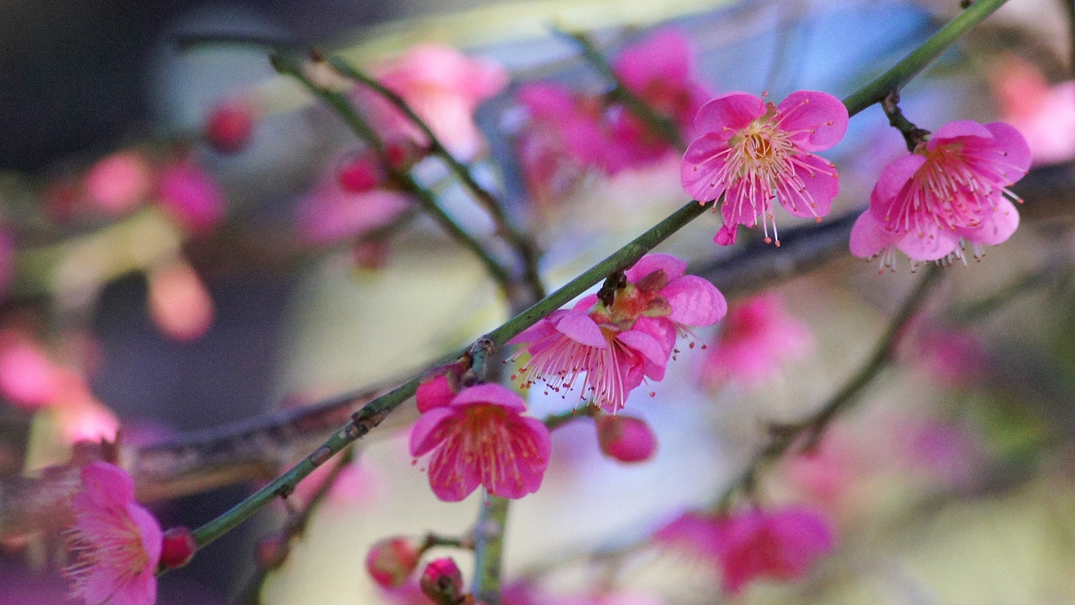 Nahaufnahme von schönen rosa Blumen an einem Zweig