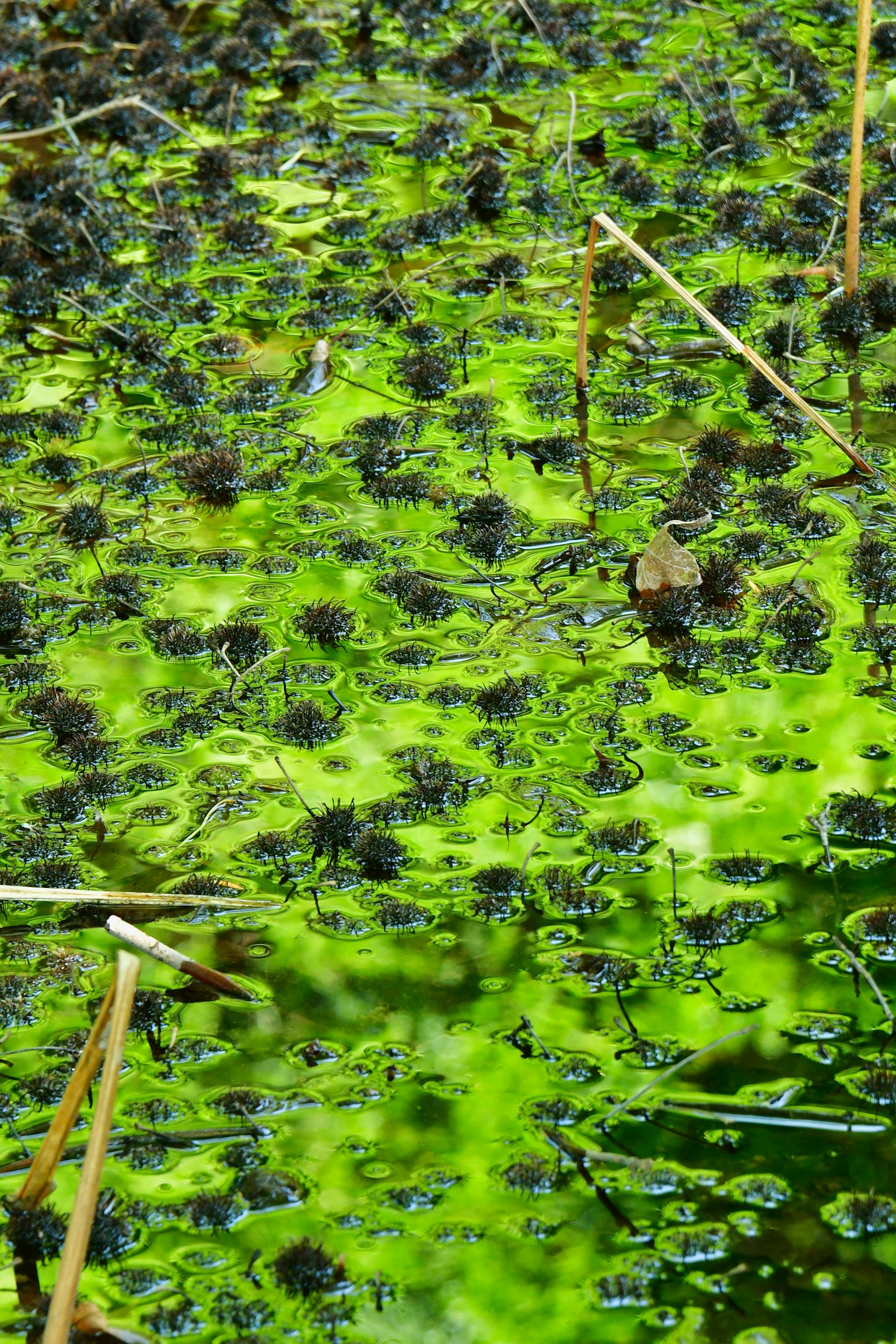 Una superficie verde vibrante de algas con pequeños objetos negros dispersos