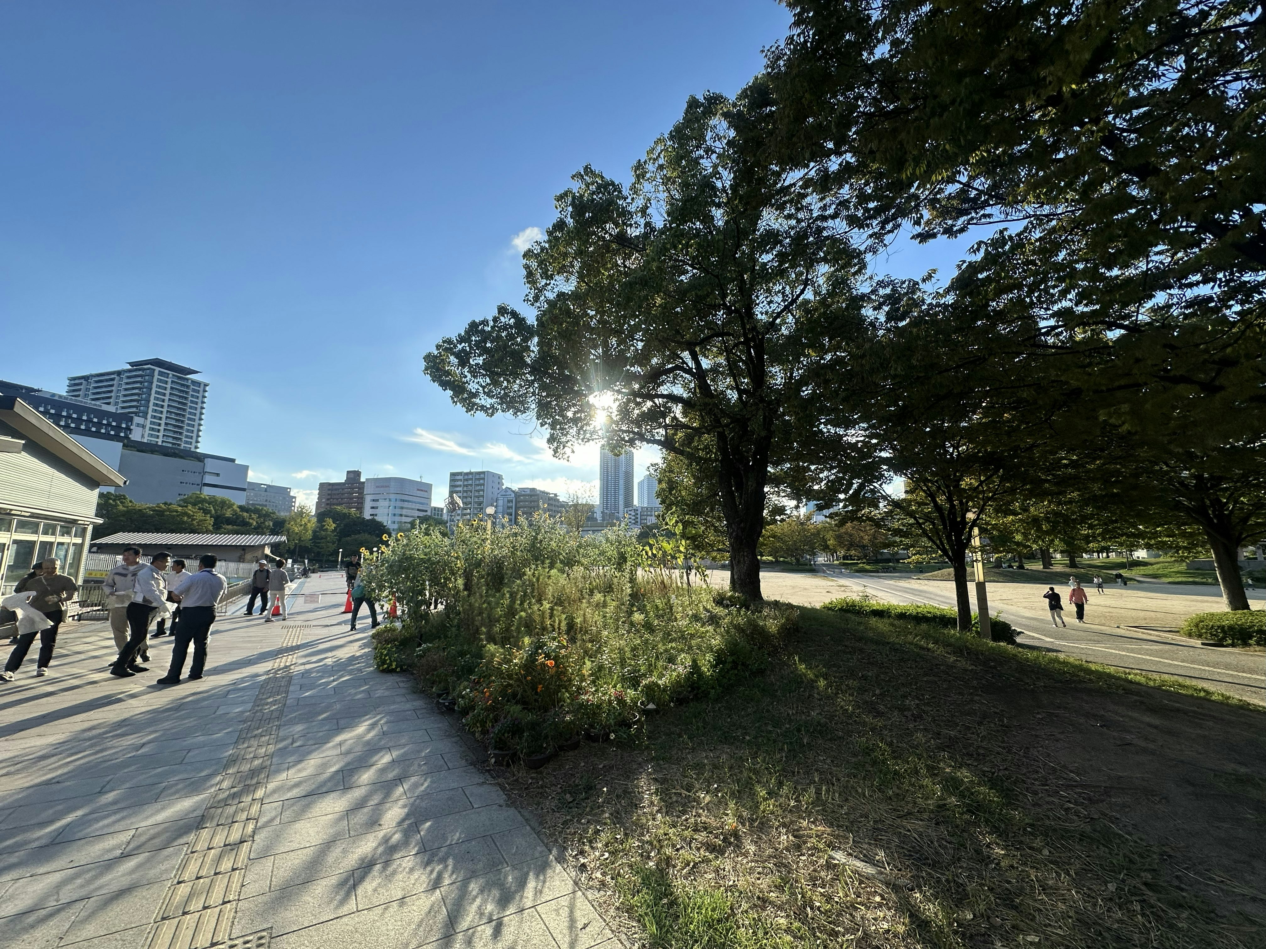 緑の並木と芝生のある都市公園の散歩道