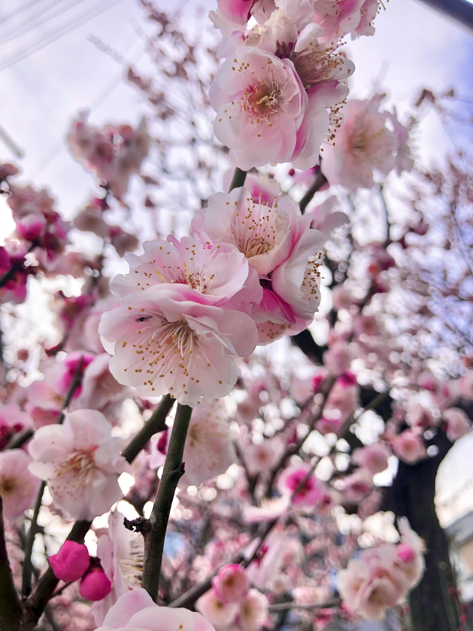 Acercamiento de ramas de cerezo en flor