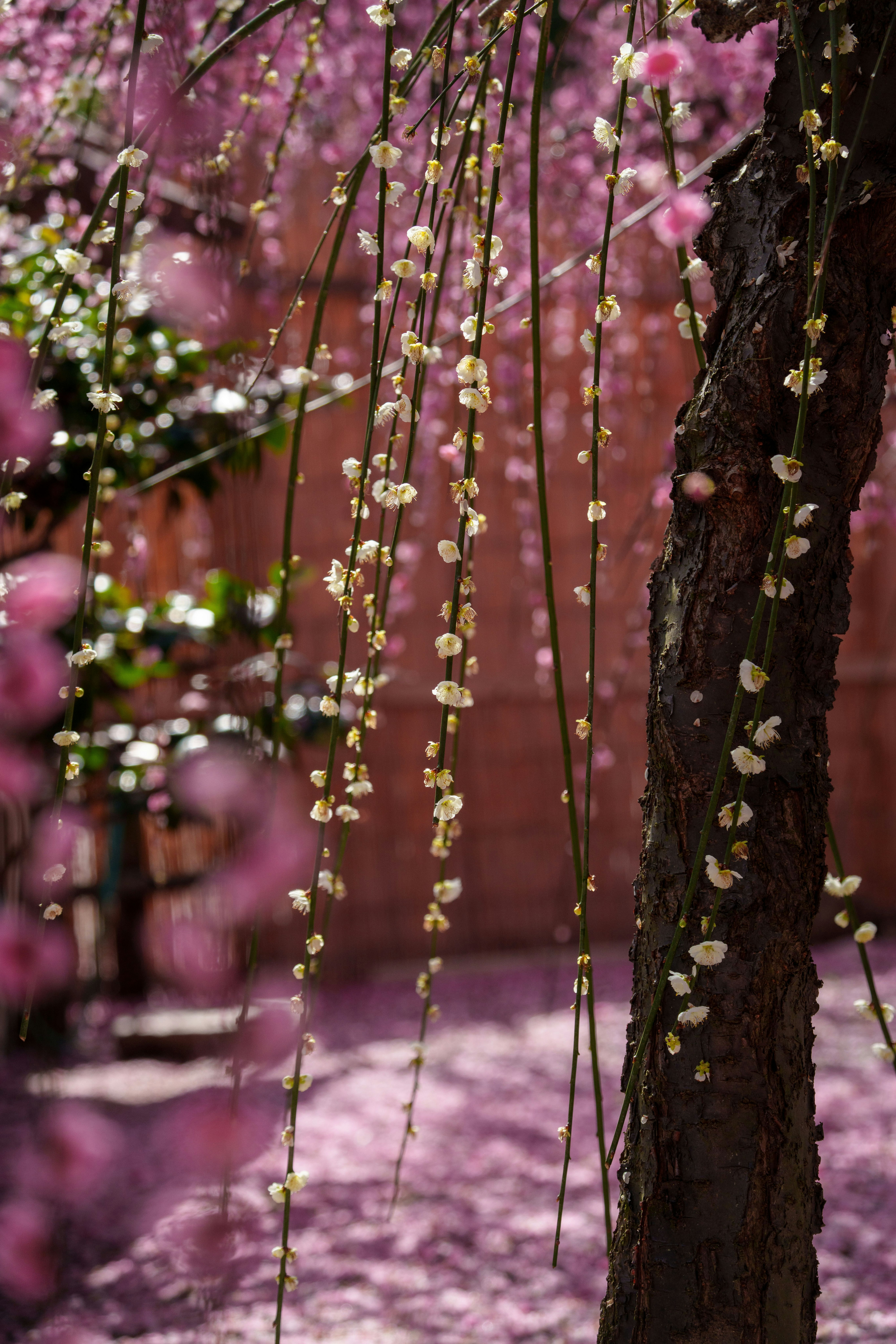 ピンクの花が垂れる並木の小道