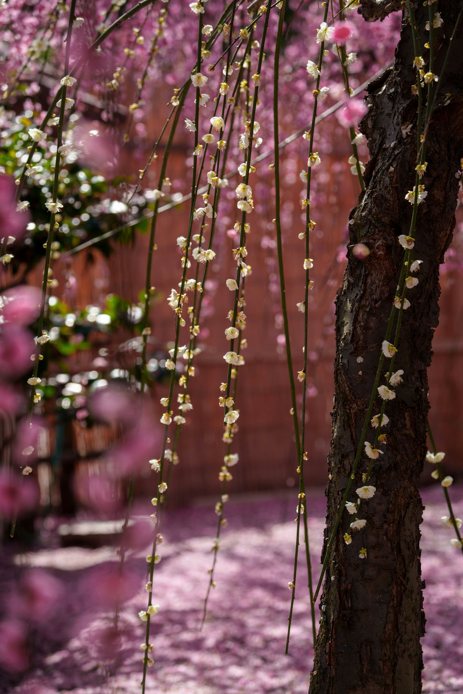 Close-up of a tree branch with blooming cherry blossoms pink petals in the background