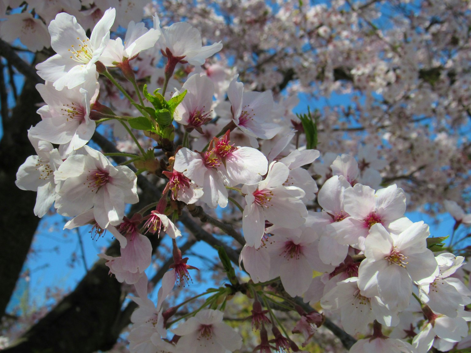 Nahaufnahme von Kirschblüten an einem Ast vor blauem Himmel