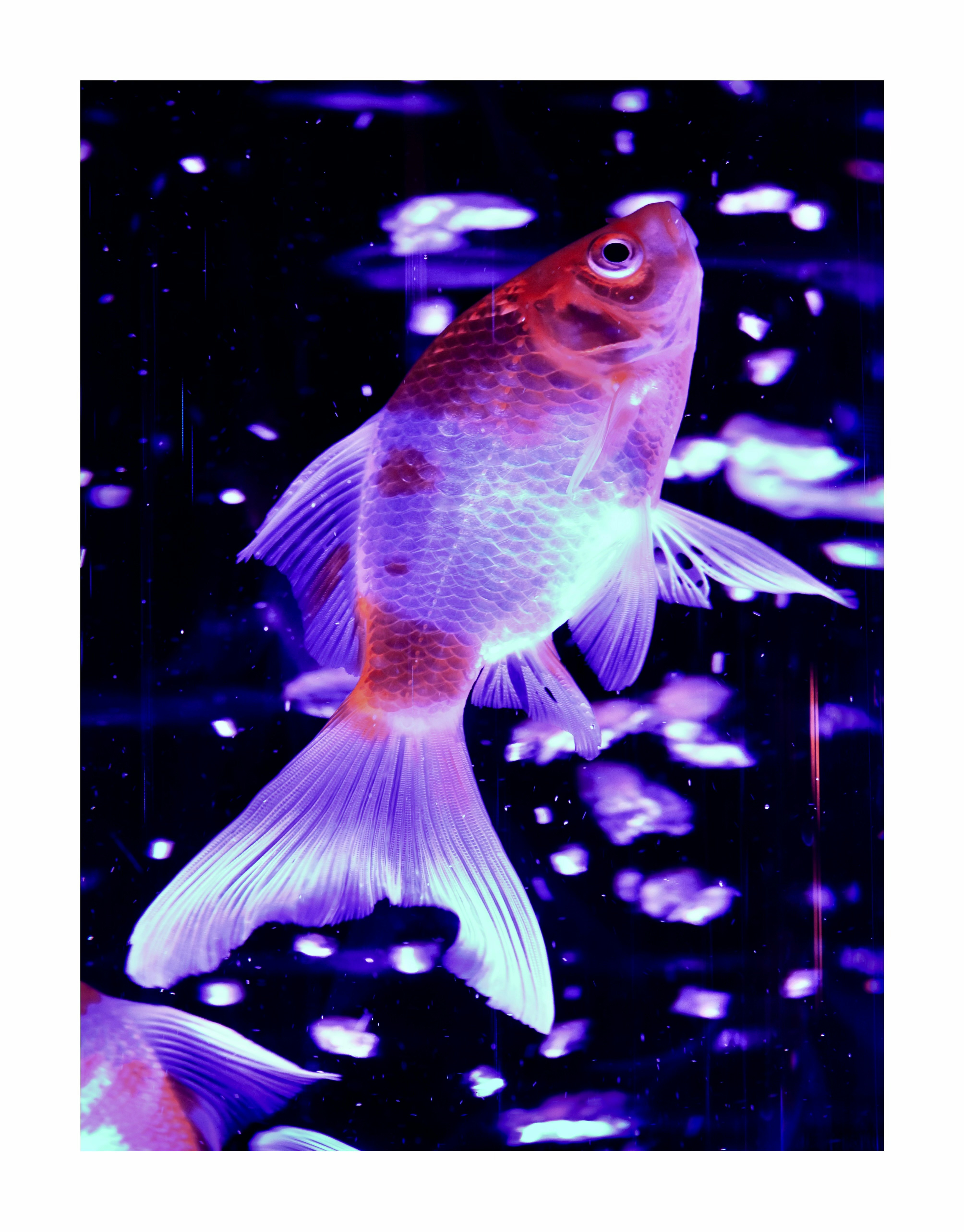 red fish swimming in an aquarium