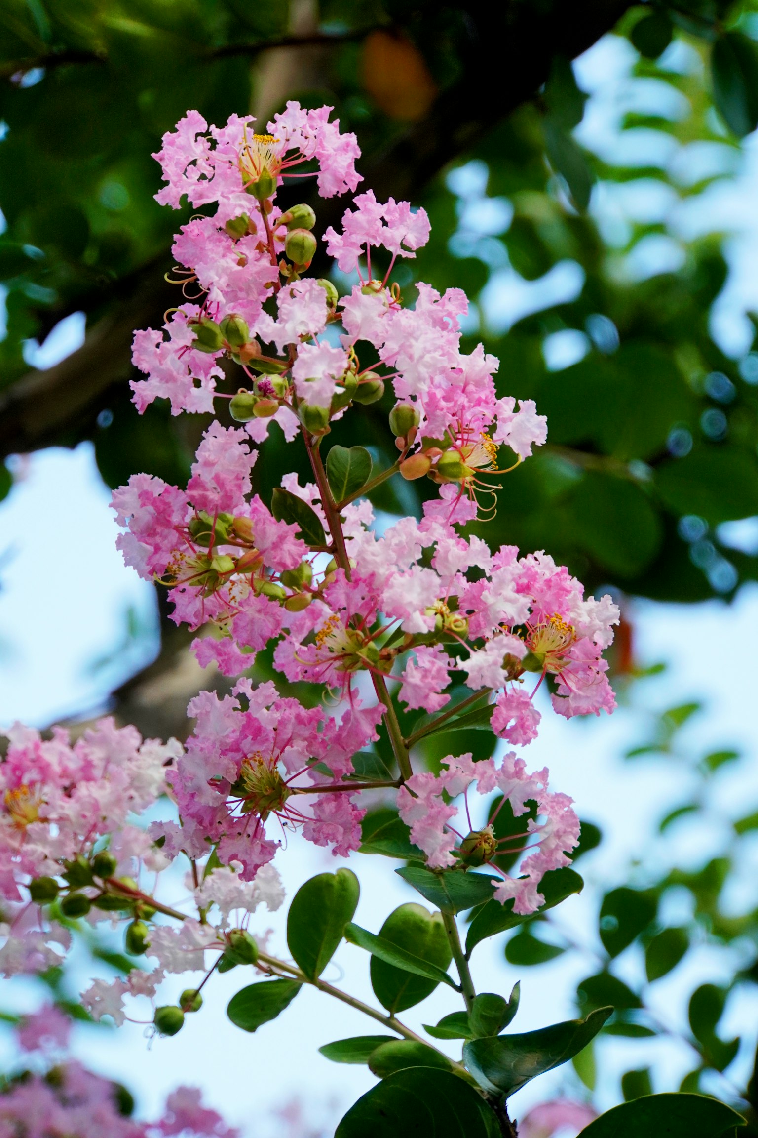 Zweig mit rosa blühenden Blumen an einem Baum
