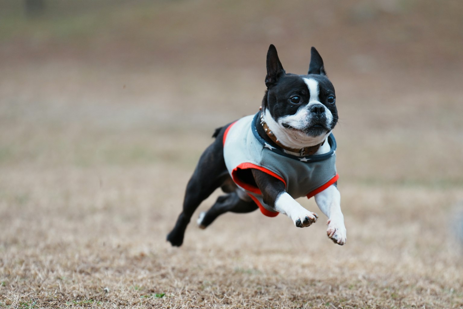 Ein fröhlich springender Boston Terrier Hund