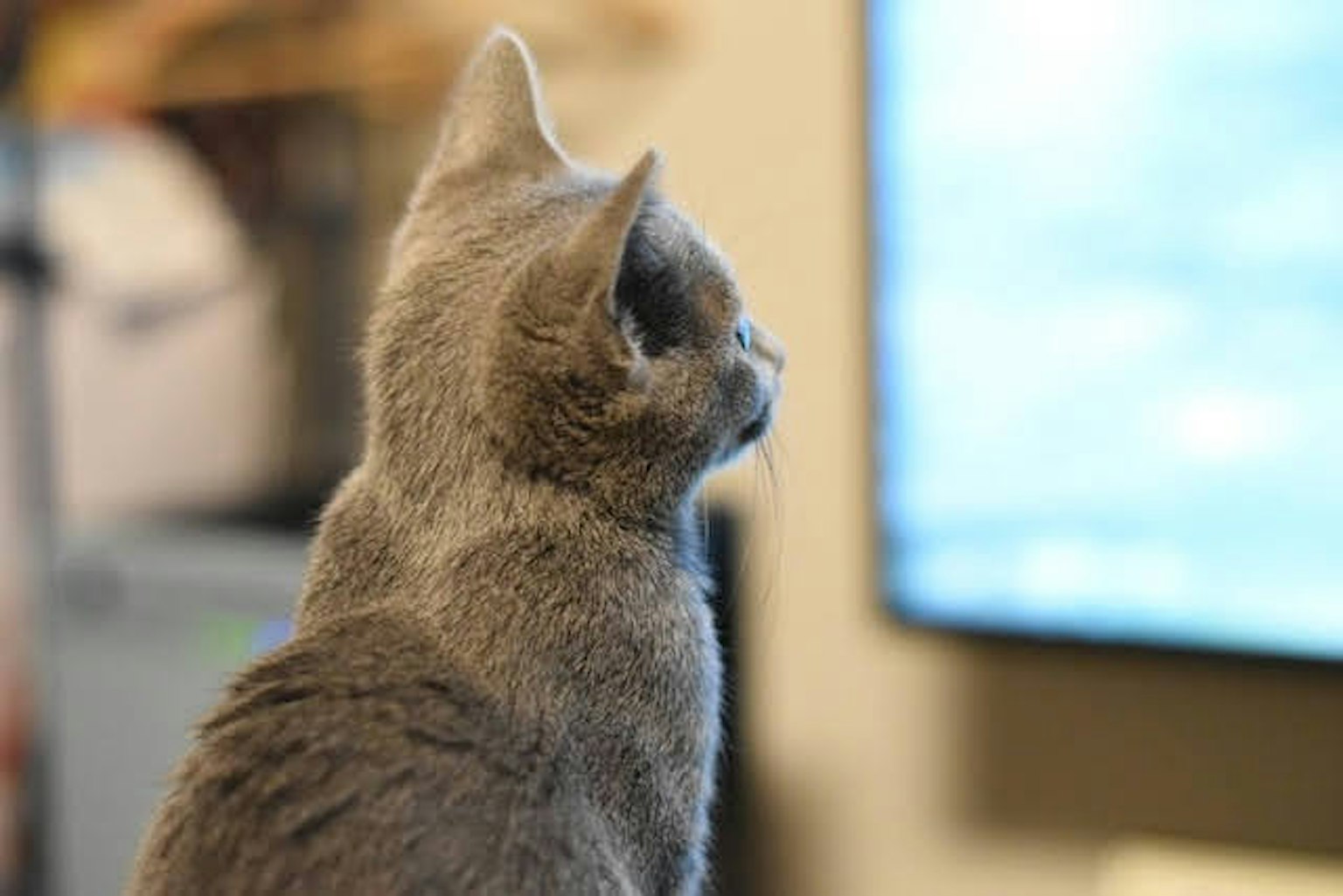 Gatto grigio che guarda uno schermo
