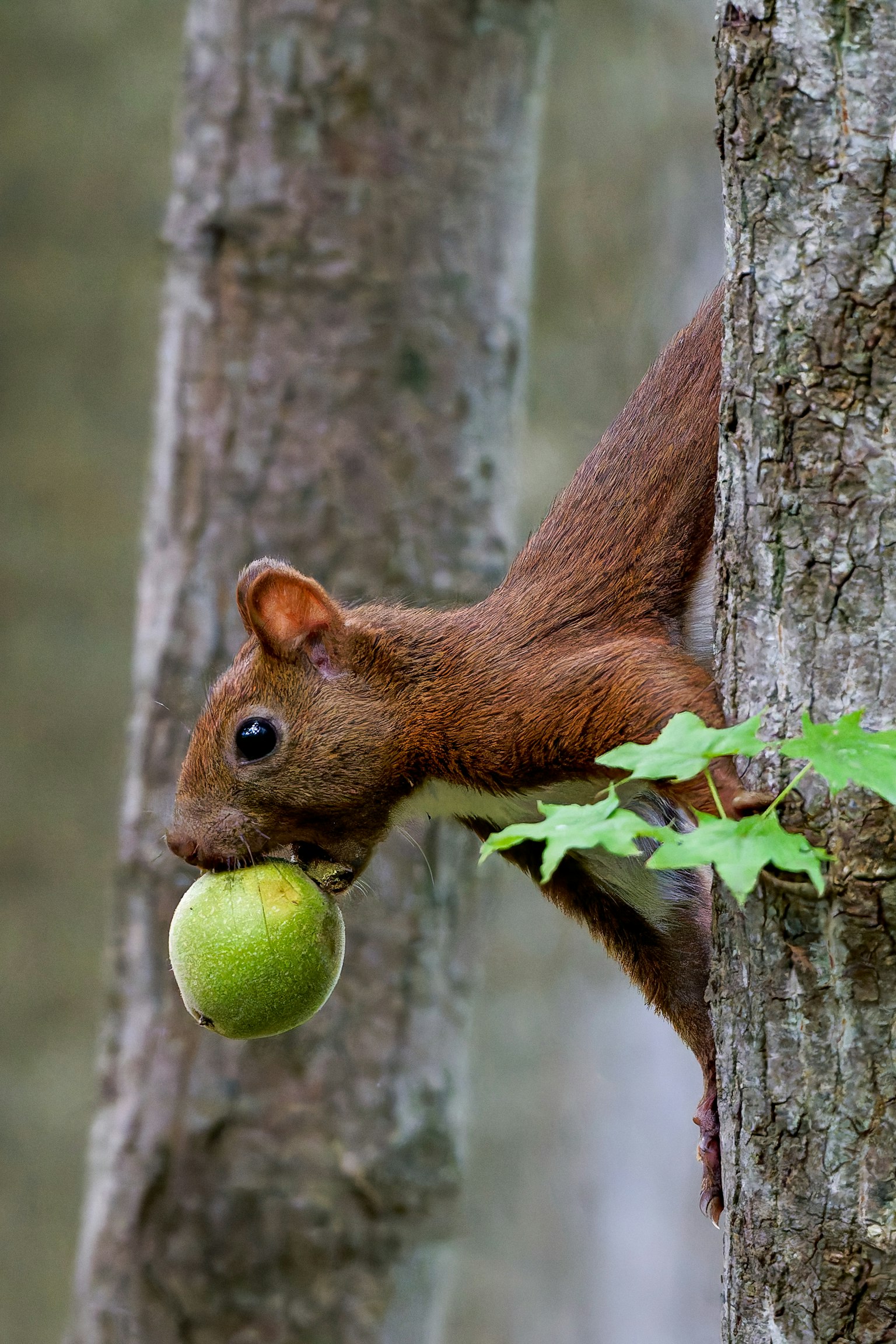 Eichhörnchen hält einen grünen Apfel und schaut zwischen Bäumen hervor
