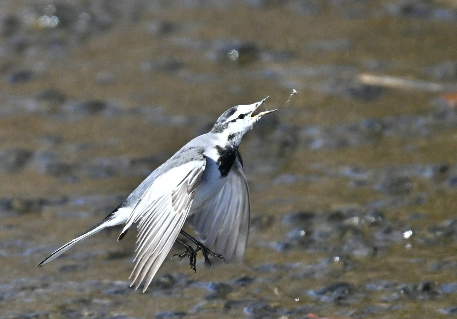 Un oiseau blanc attrapant un poisson près de l'eau