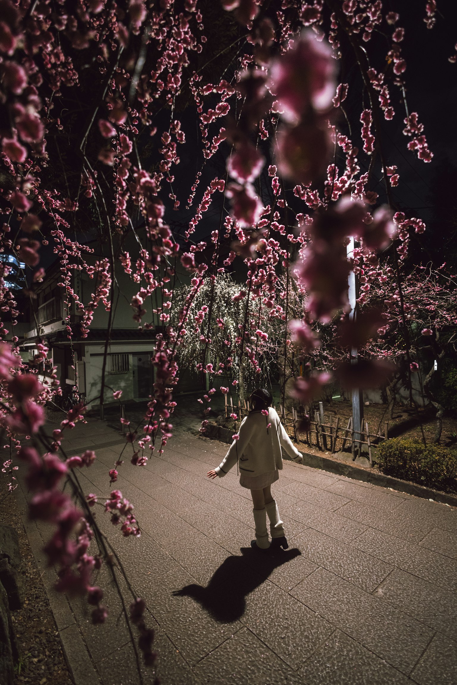 Silhouette orang berjalan di bawah bunga sakura di malam hari dengan bunga merah muda
