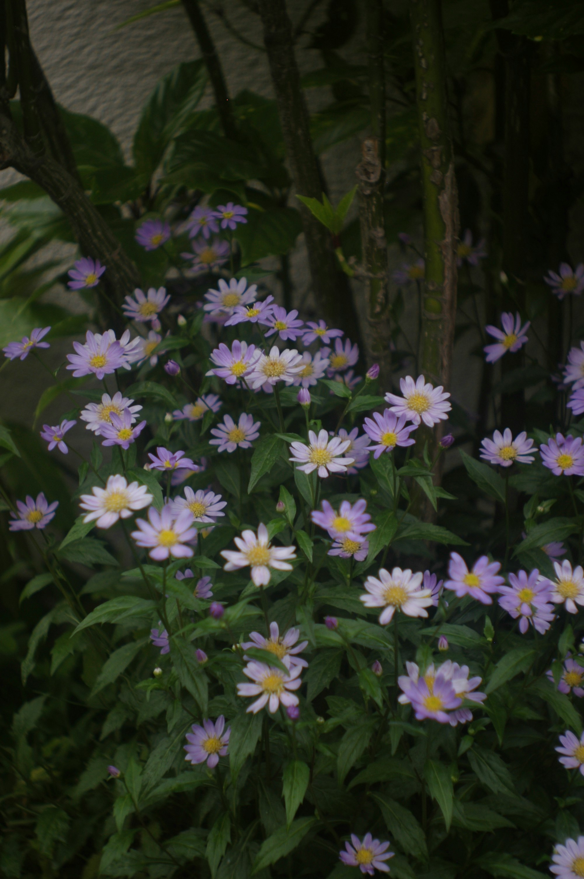 紫と白の小花が咲く花壇の寄り画像