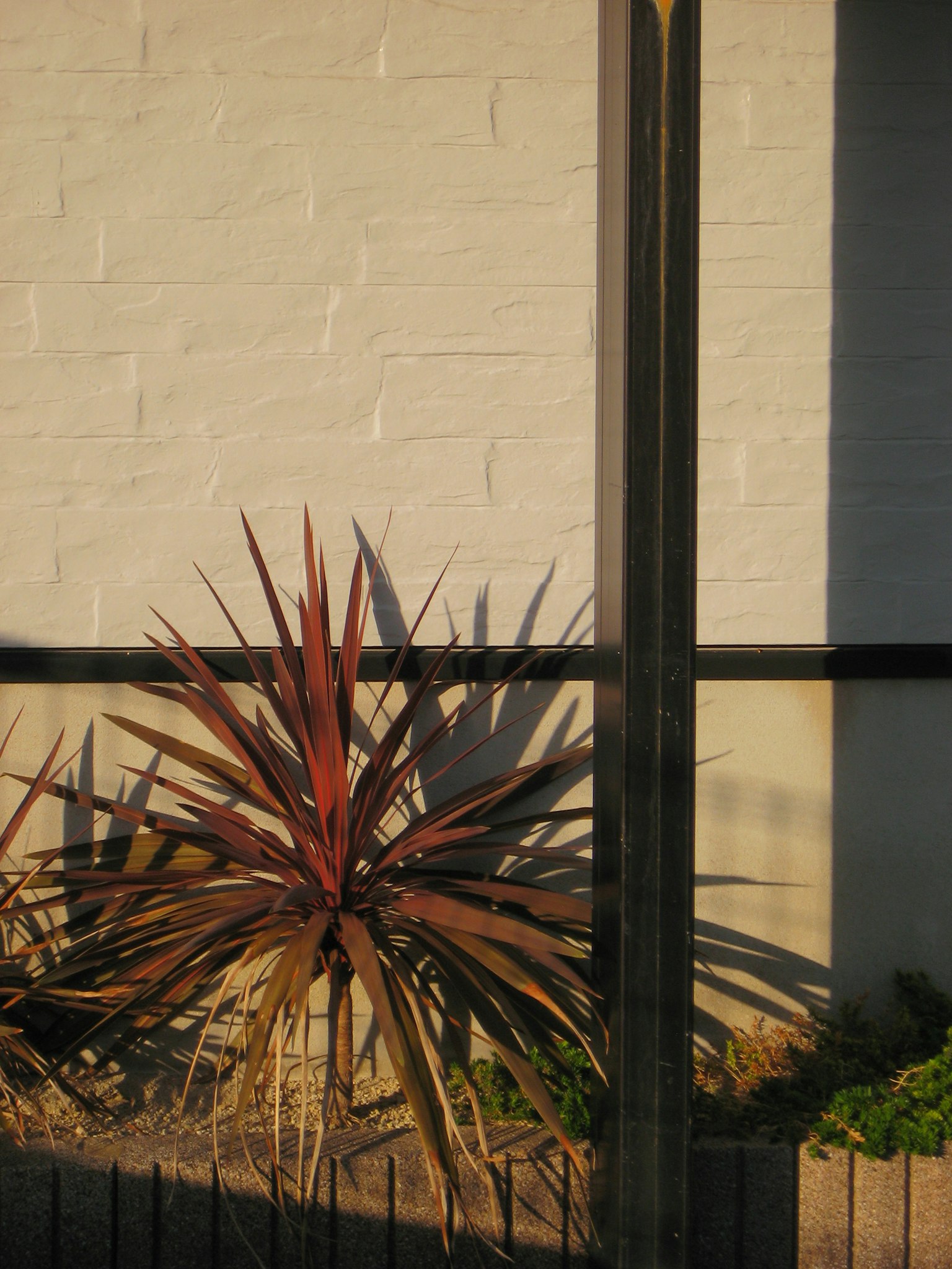 白い壁の前にある赤茶色の植物の影