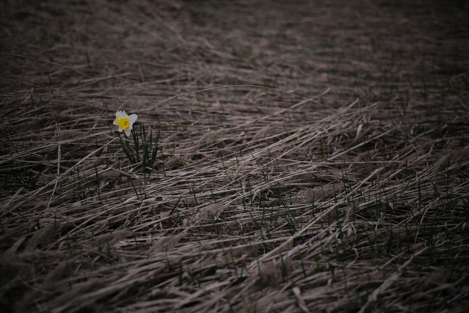 A single yellow flower blooming among dry grass