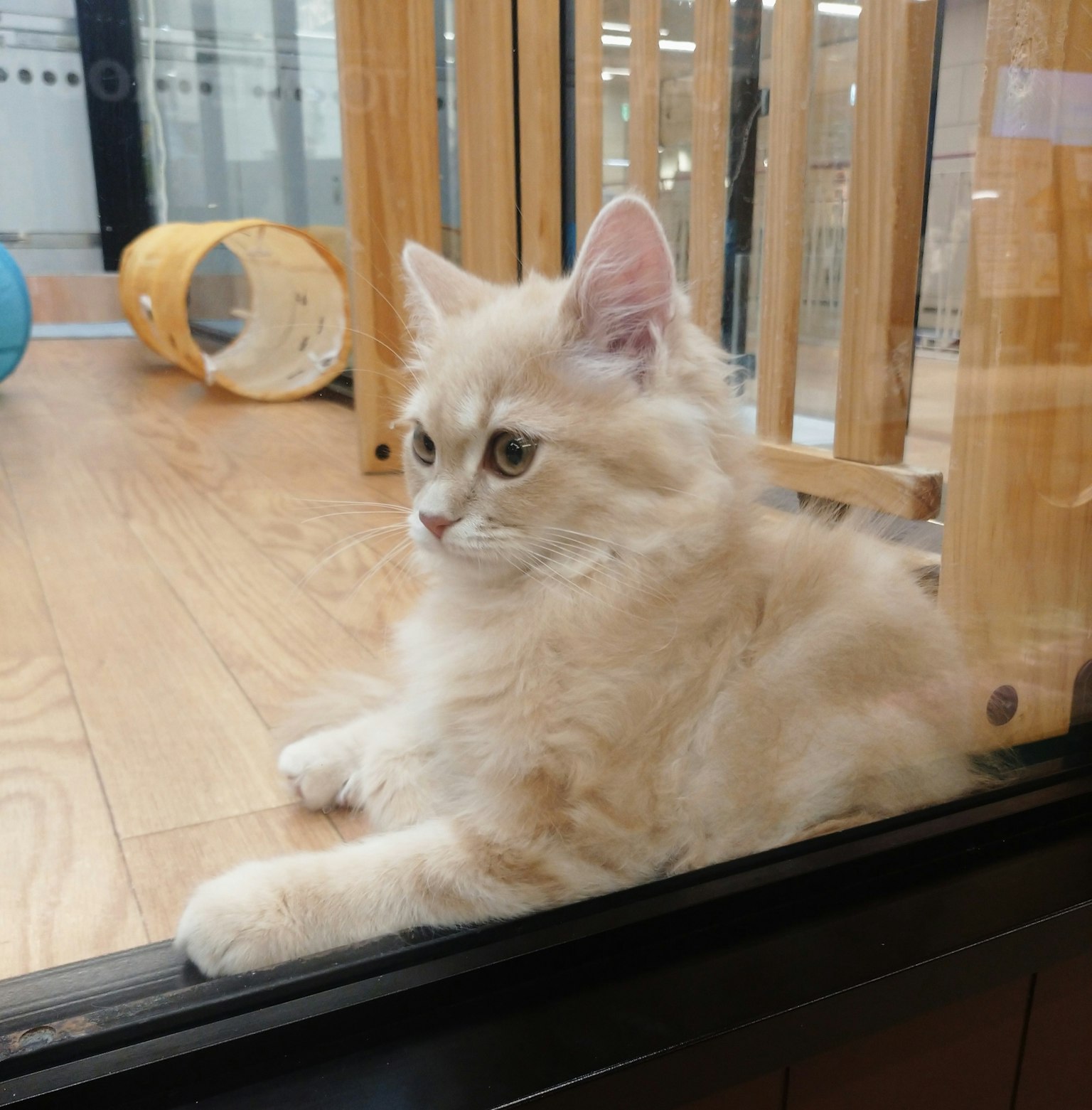 Cremefarbige Katze liegt auf dem Holzboden und schaut aus dem Fenster