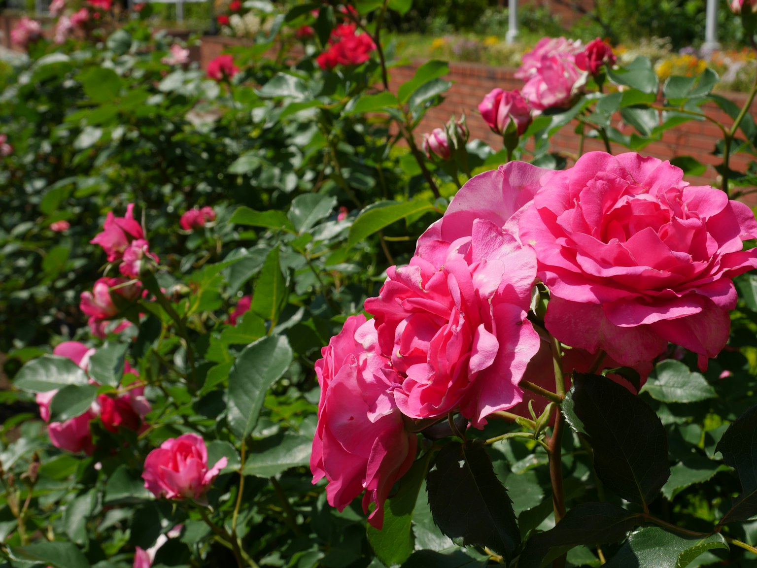 Kedekatan mawar pink cerah yang mekar di taman