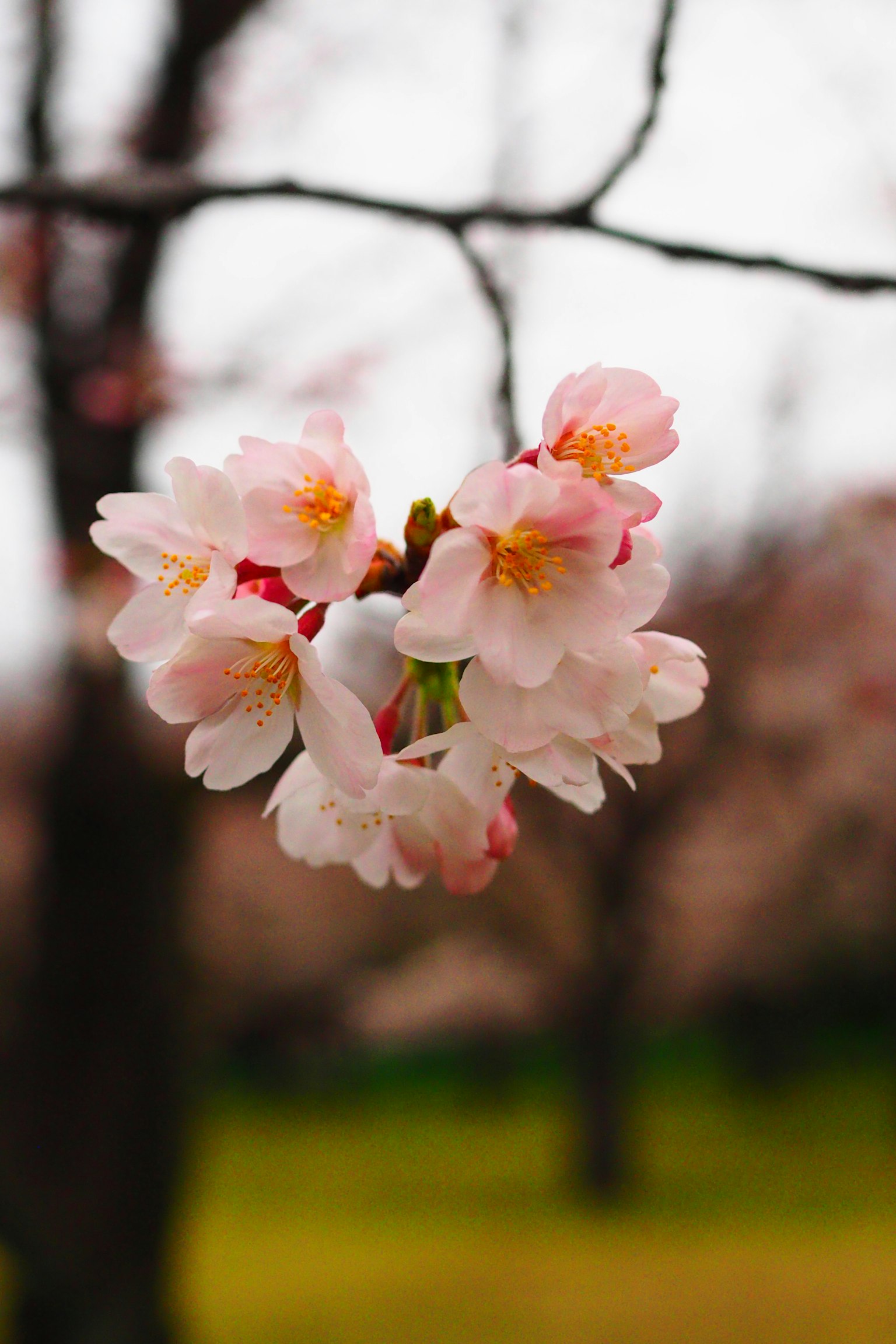 Zarte Kirschblüten in Blüte mit sanften rosa Blütenblättern