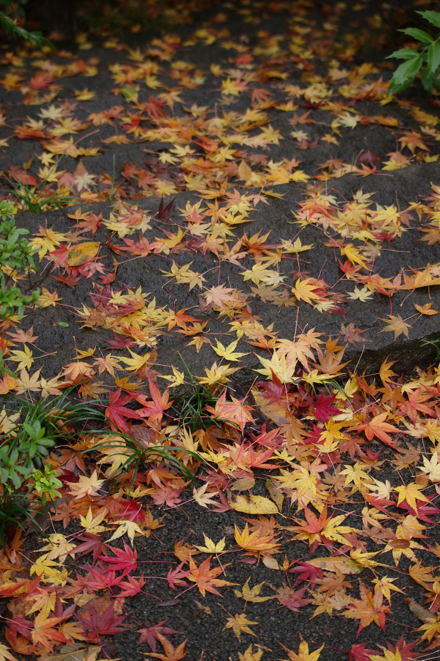 A pathway covered with scattered autumn leaves in vibrant colors