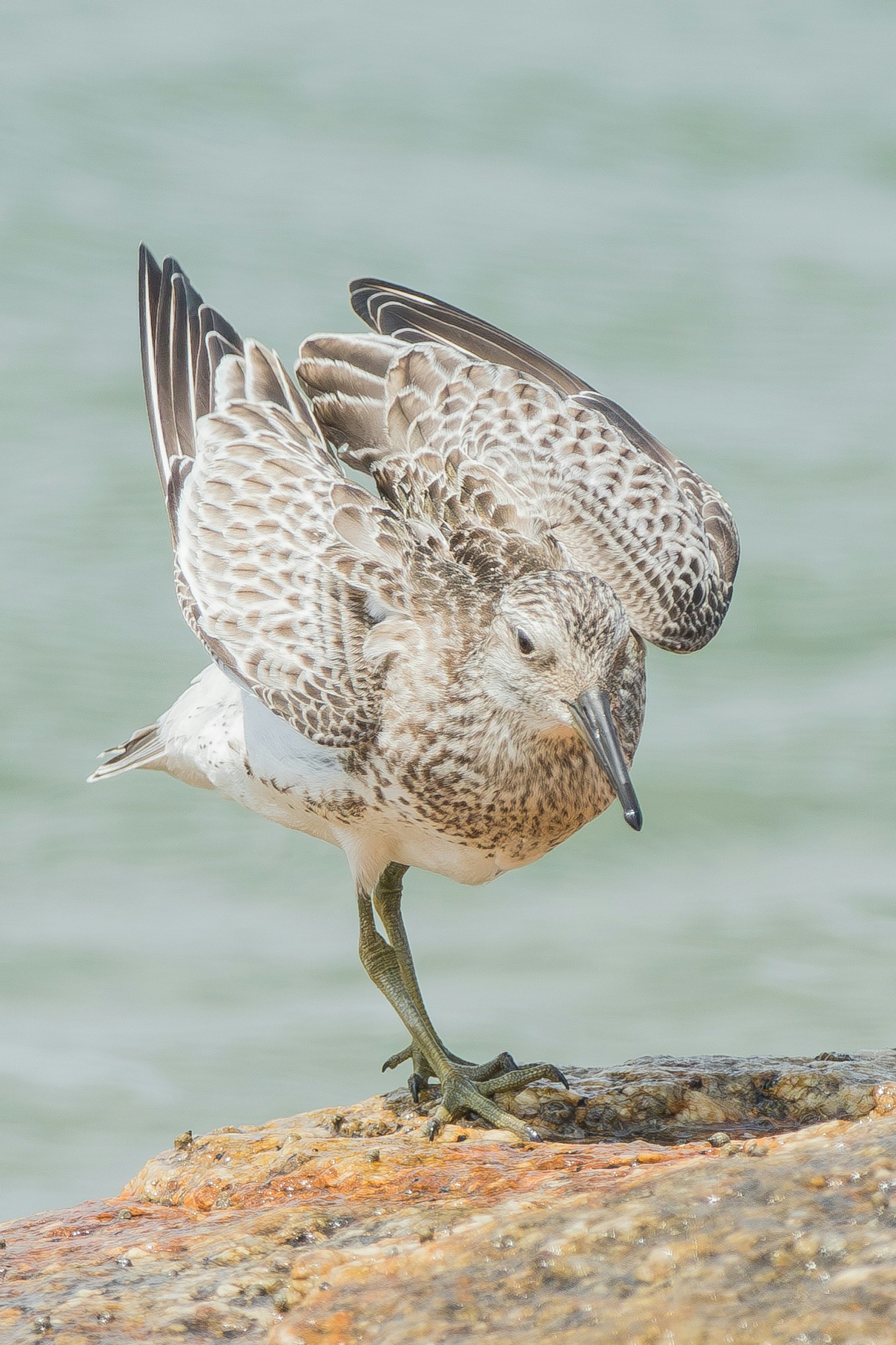 Ein gefiedertes Vogel, der auf einem Bein an einer felsigen Küste balanciert