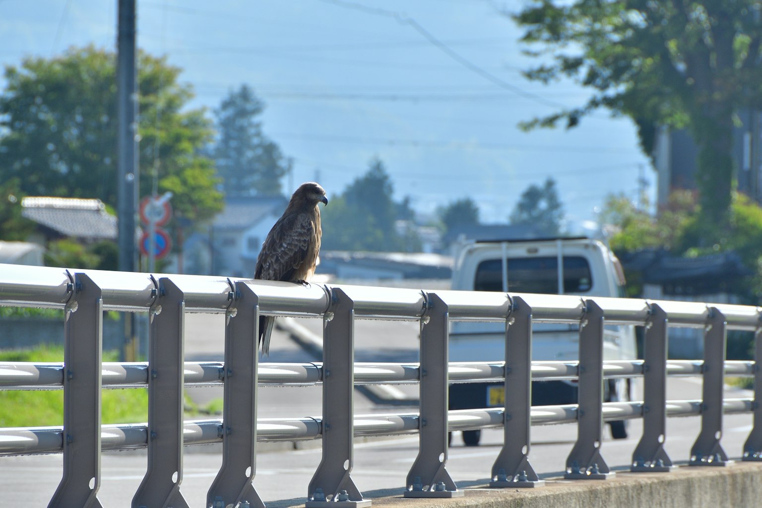 Falco appollaiato su un guardrail con uno sfondo naturale e cielo sereno