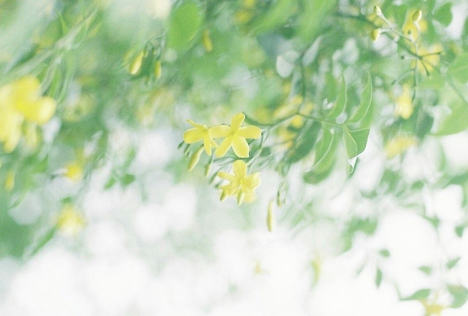 Small yellow flowers seen among green leaves