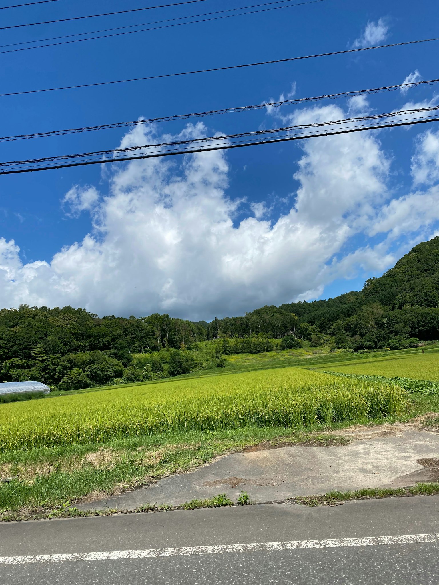 Eine ländliche Landschaft mit blauem Himmel und weißen Wolken grünen Hügeln und gelben Reisfeldern