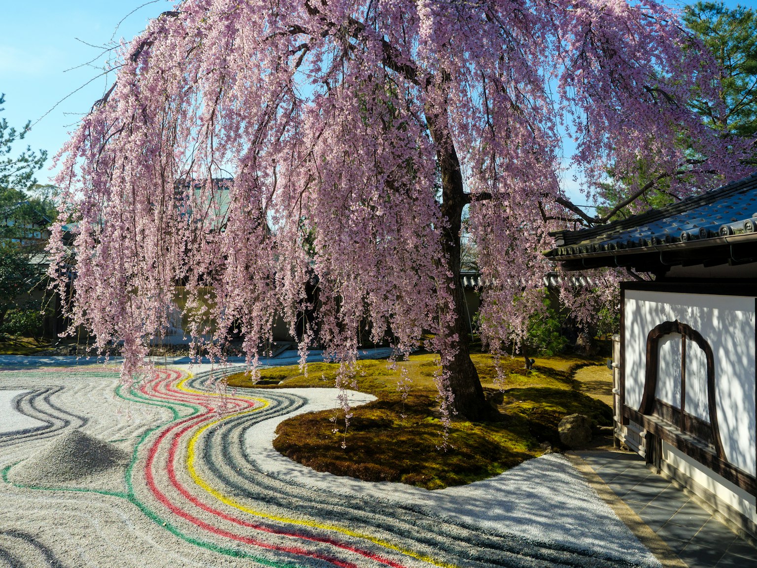 Giardino giapponese panoramico con un albero di ciliegio in fiore