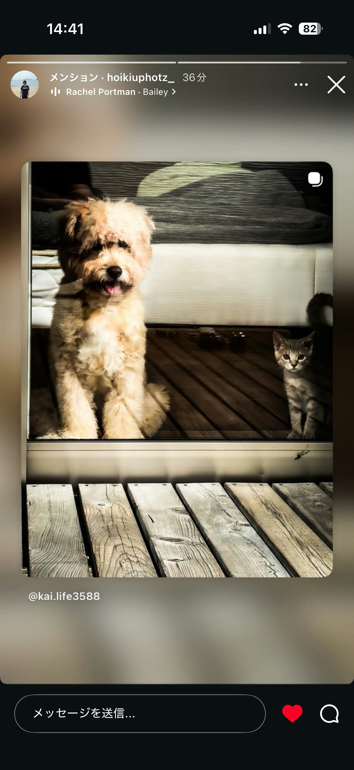 scena interna di un cane e un gatto che si coccolano su un divano